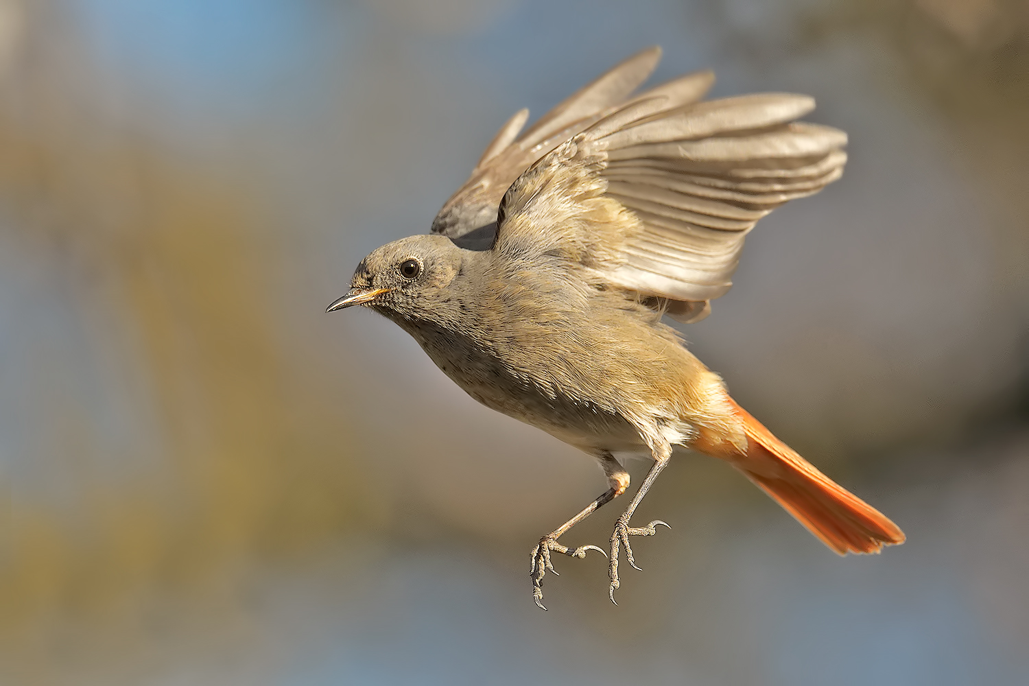 black redstart