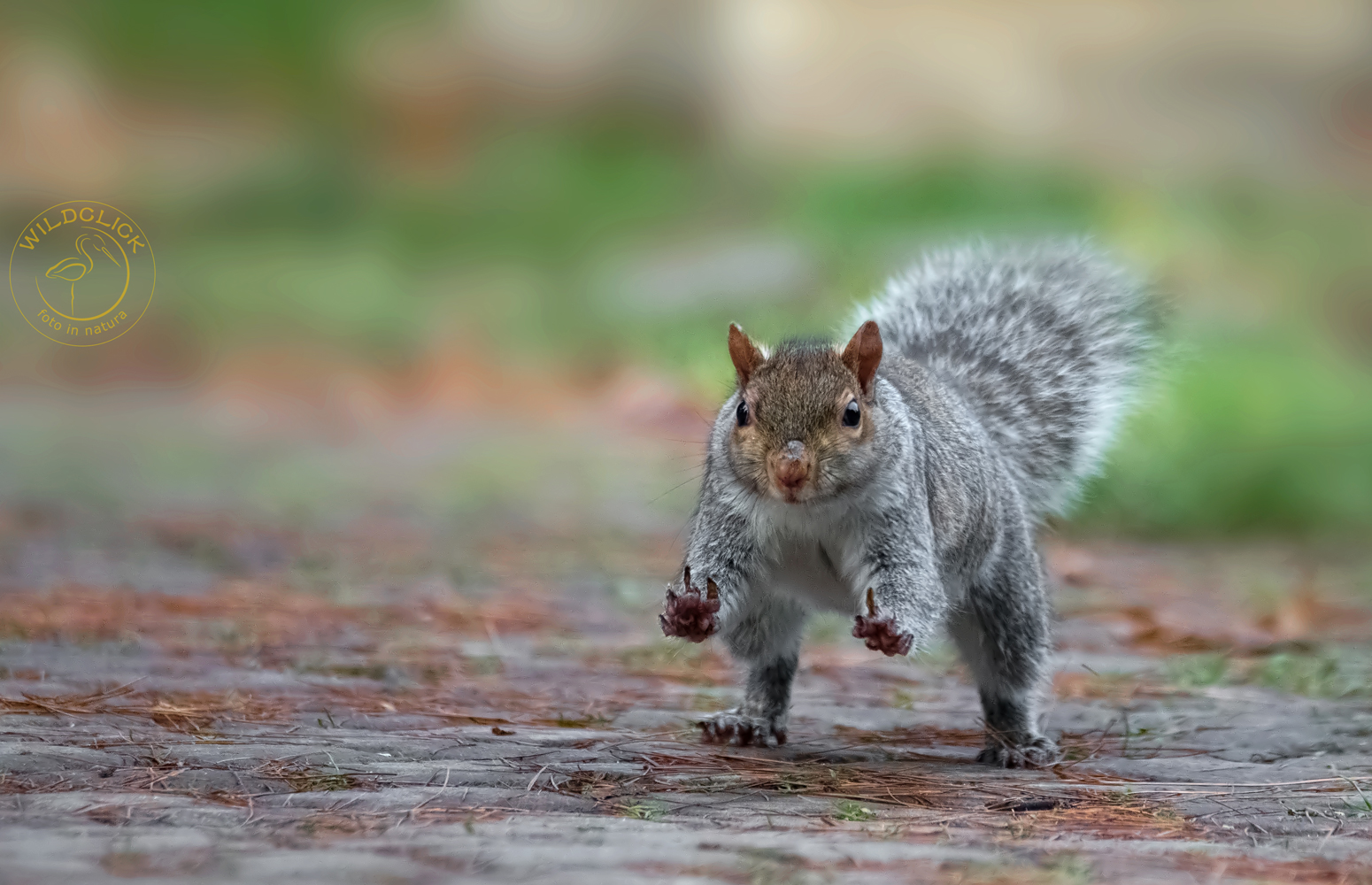 Scoiattolo grigio nordamericano