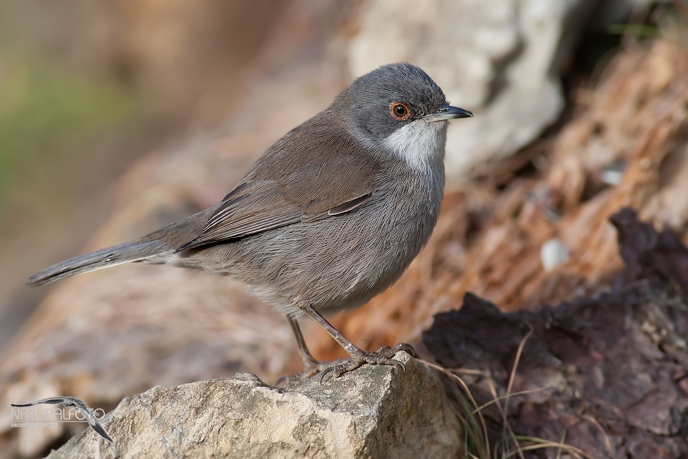 Occhiocotta Full powa: D