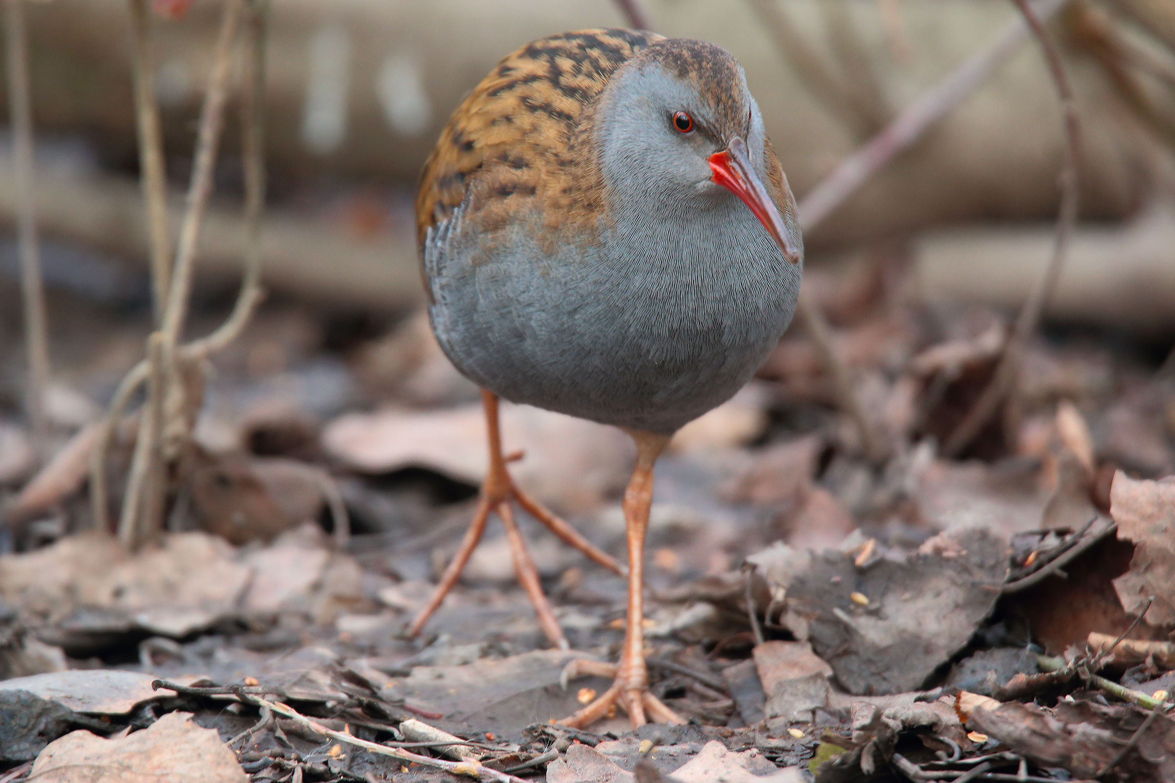 Water Rail