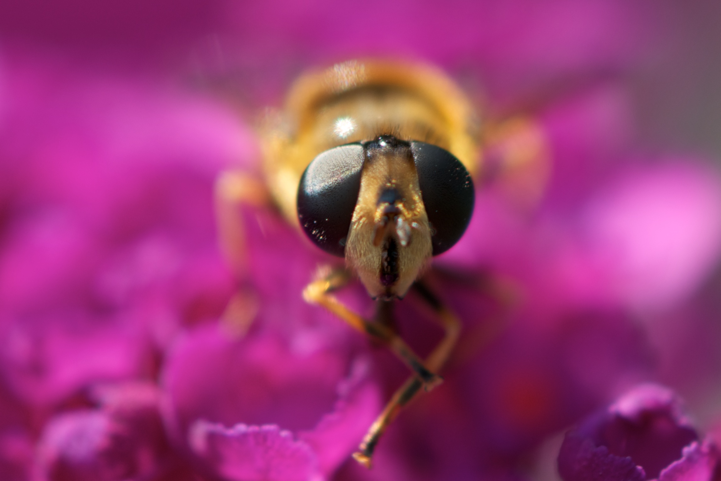 Eristalis arbustorum