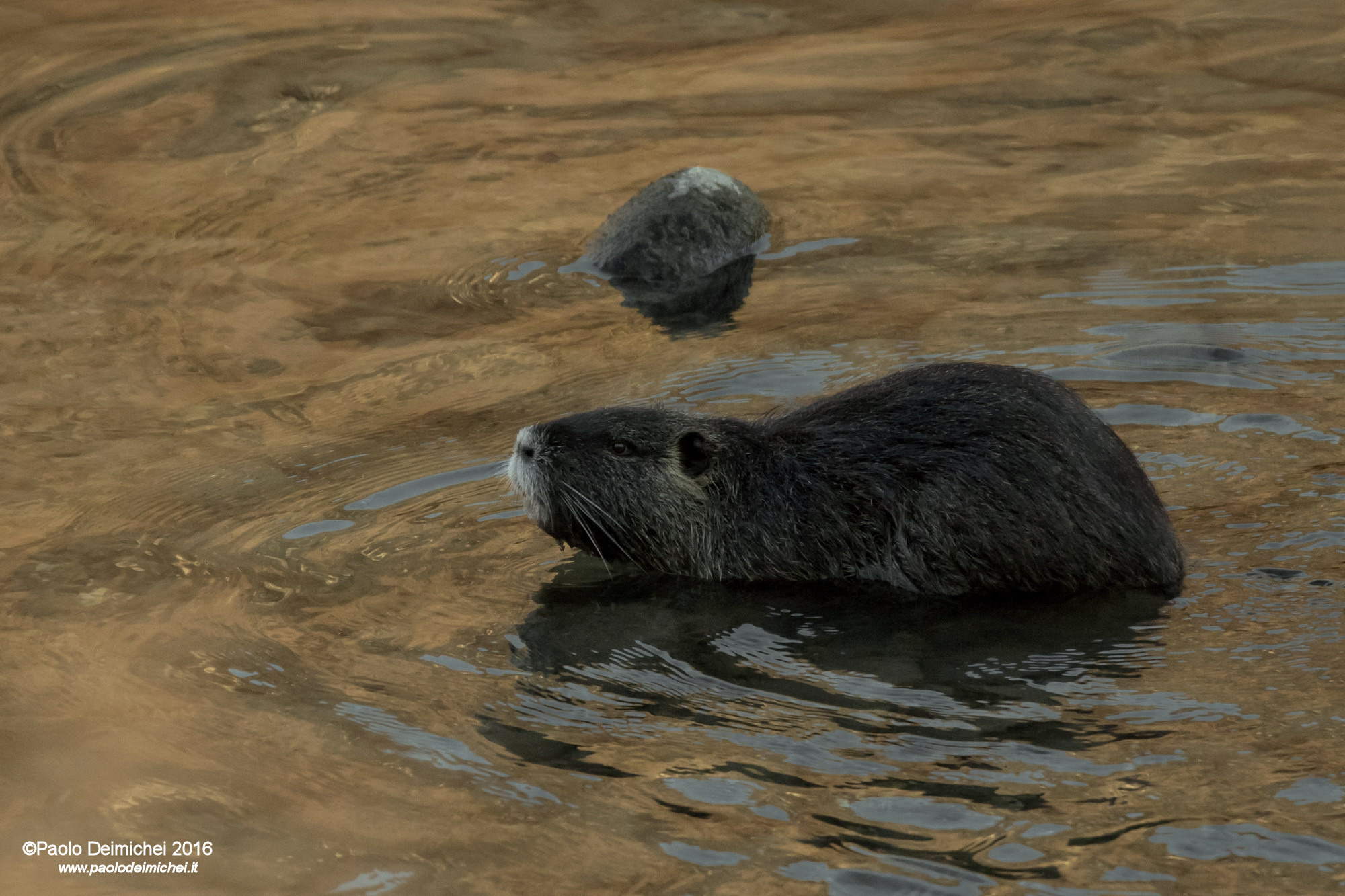 Nutria swimming in the River Adige