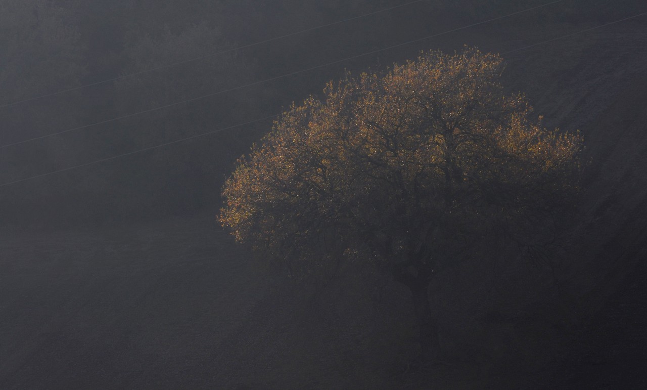 Shyly comes out of the dark