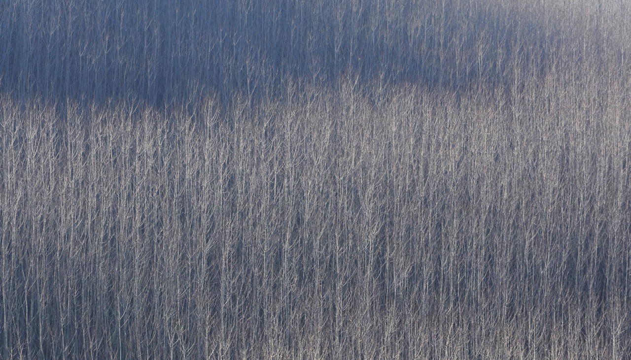 nuvola di fitti pioppi