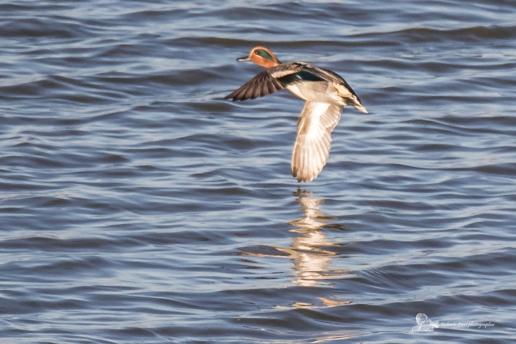 Teal in flight