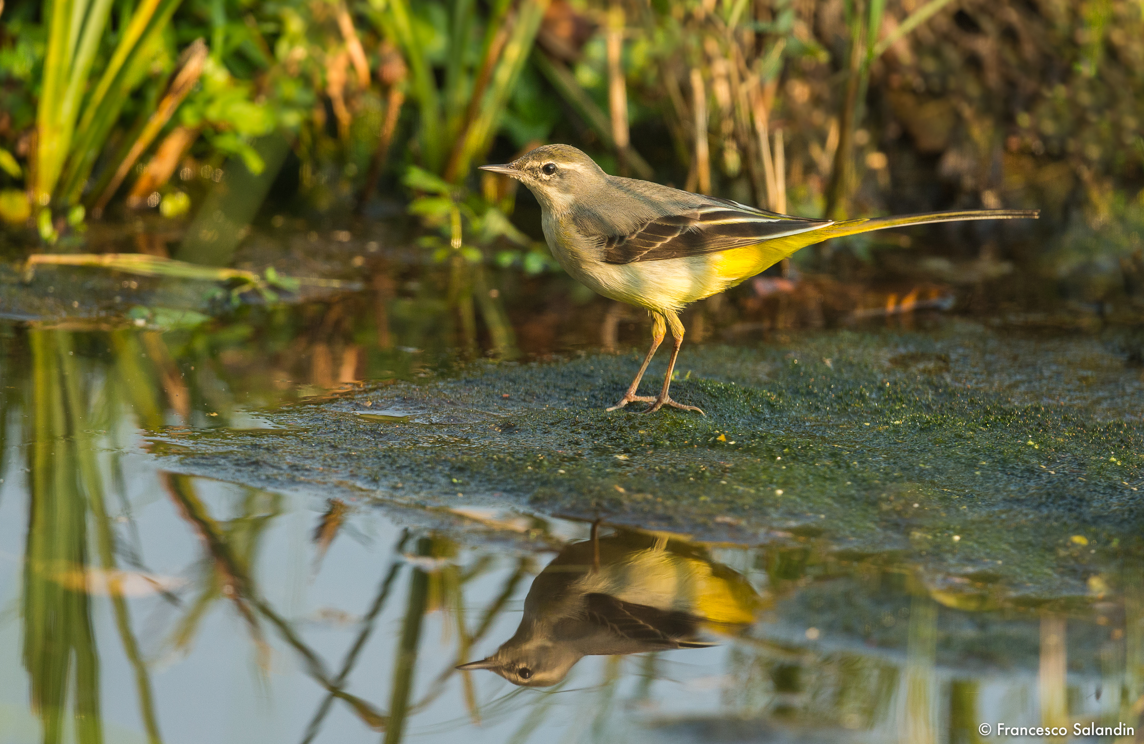 Yellow Wagtail