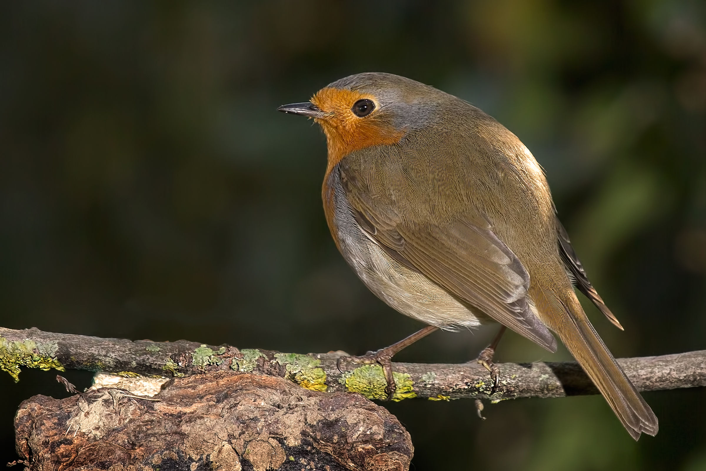 Robin (Erithacus rubecula)