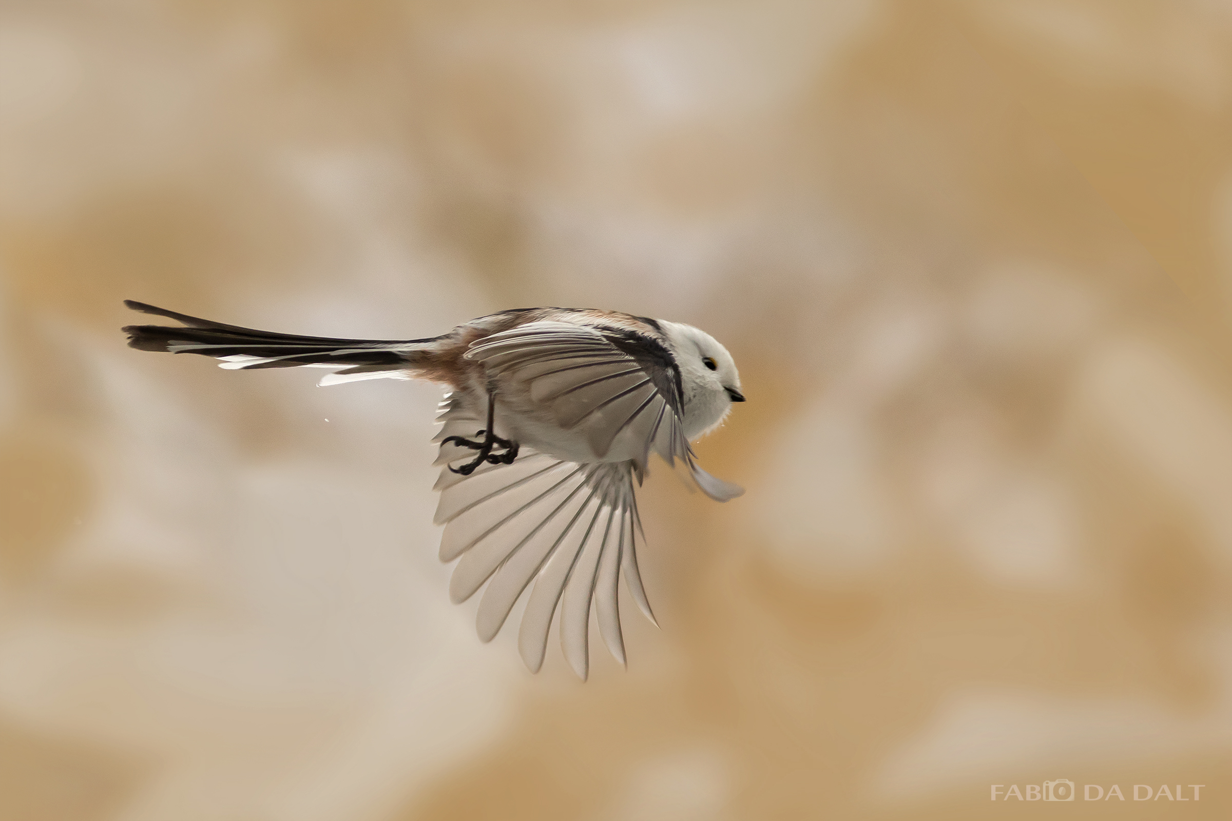 Codibugnolo Testa Bianca