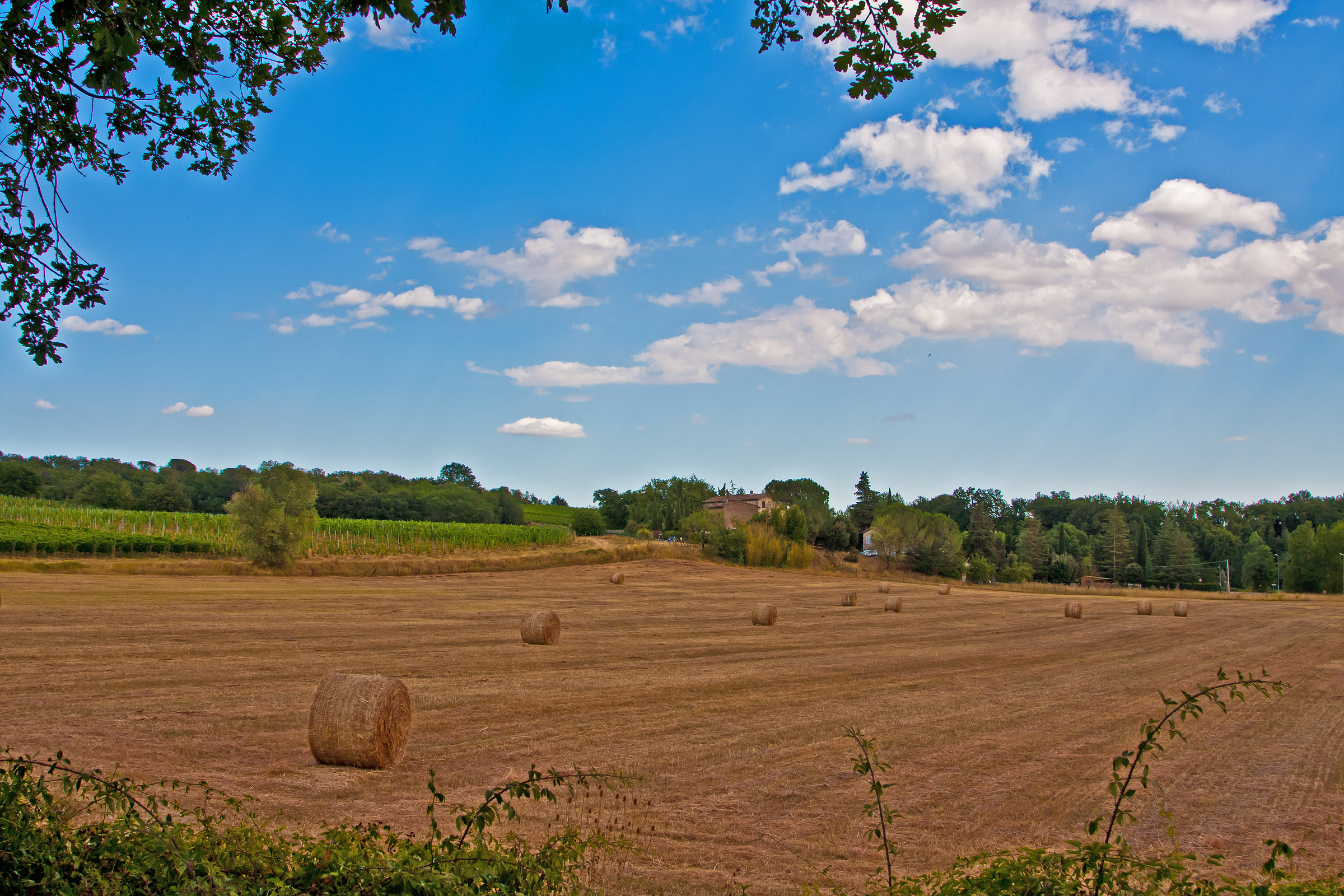 Non credere al fieno ... tutte balle