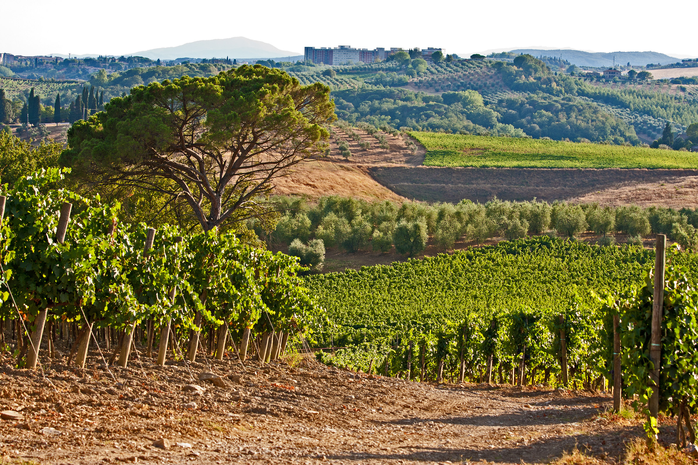 Vigneti - Corsignano (si)