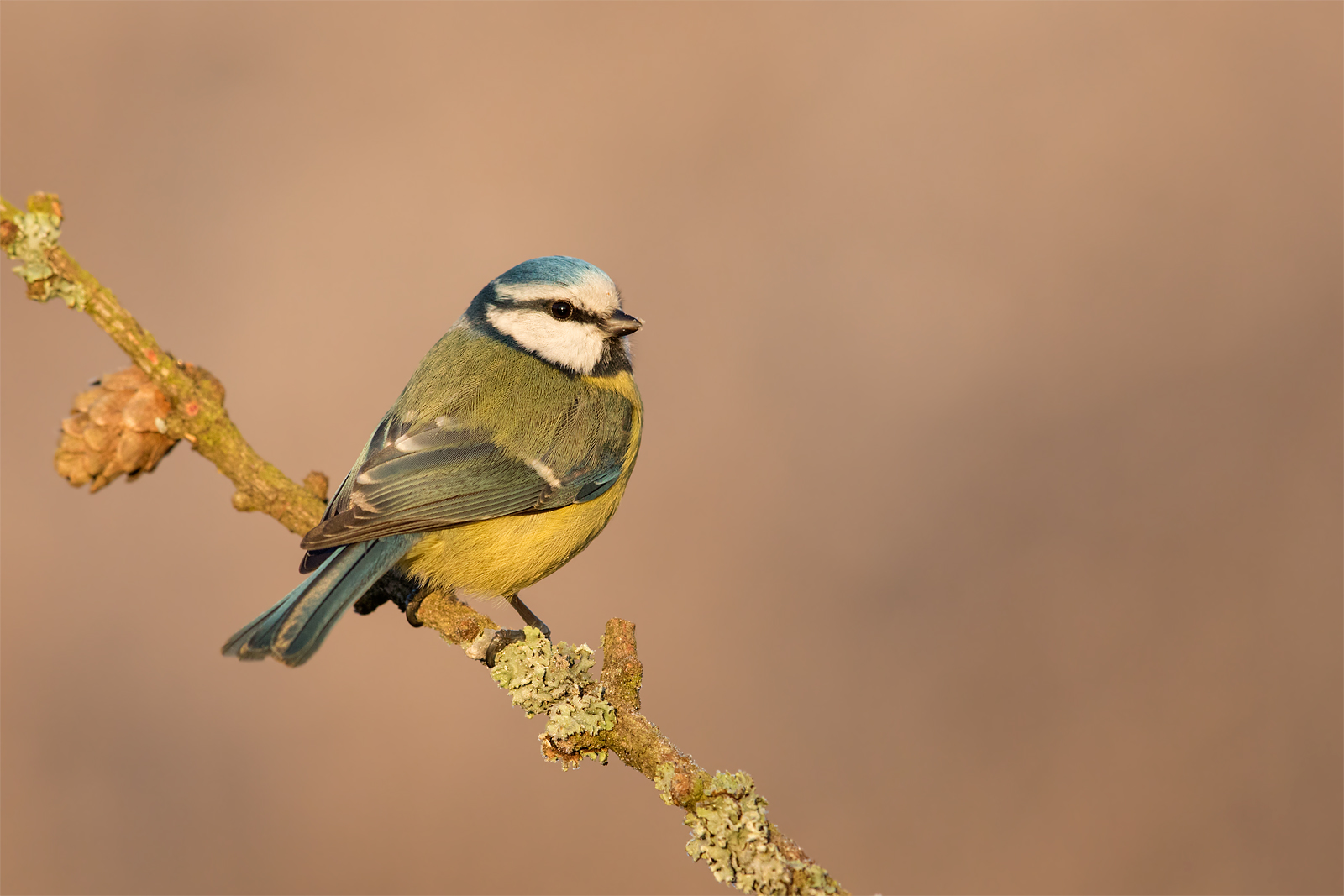 Eurasian tit blu