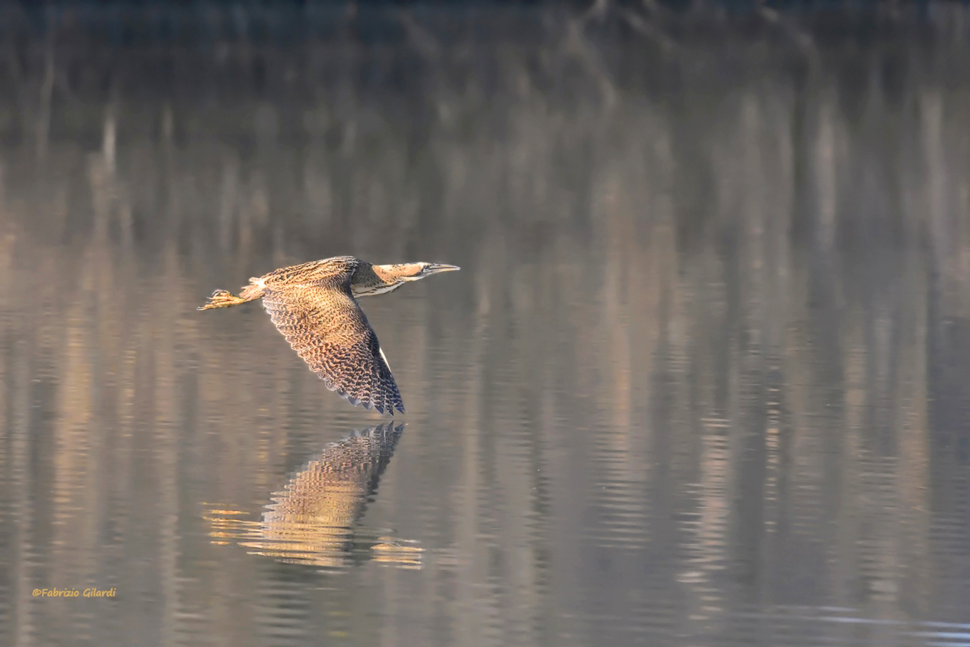 Bittern (Botaurus stellaris)