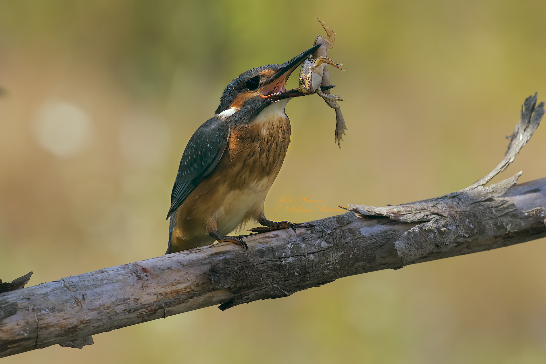 Martino and the frog