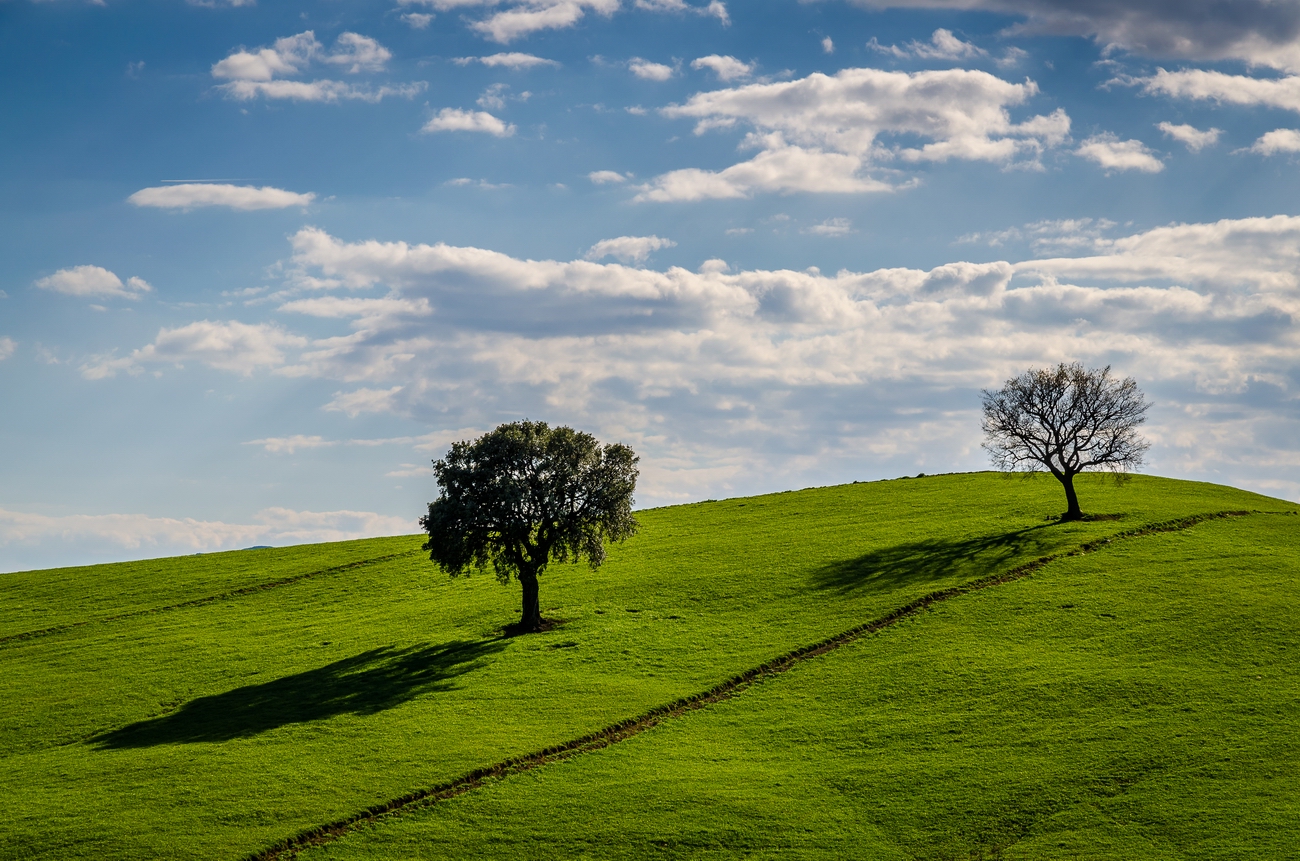 different twins in the afternoon