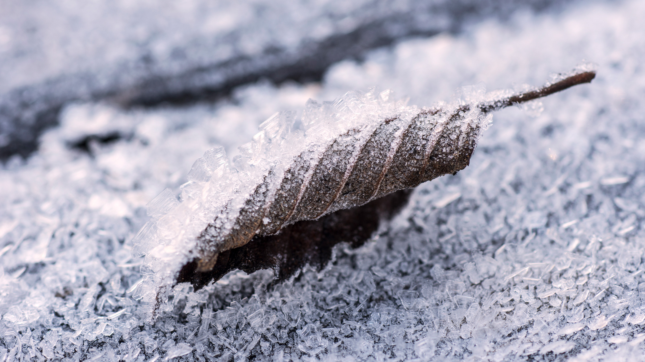 Leaf with frost crystals