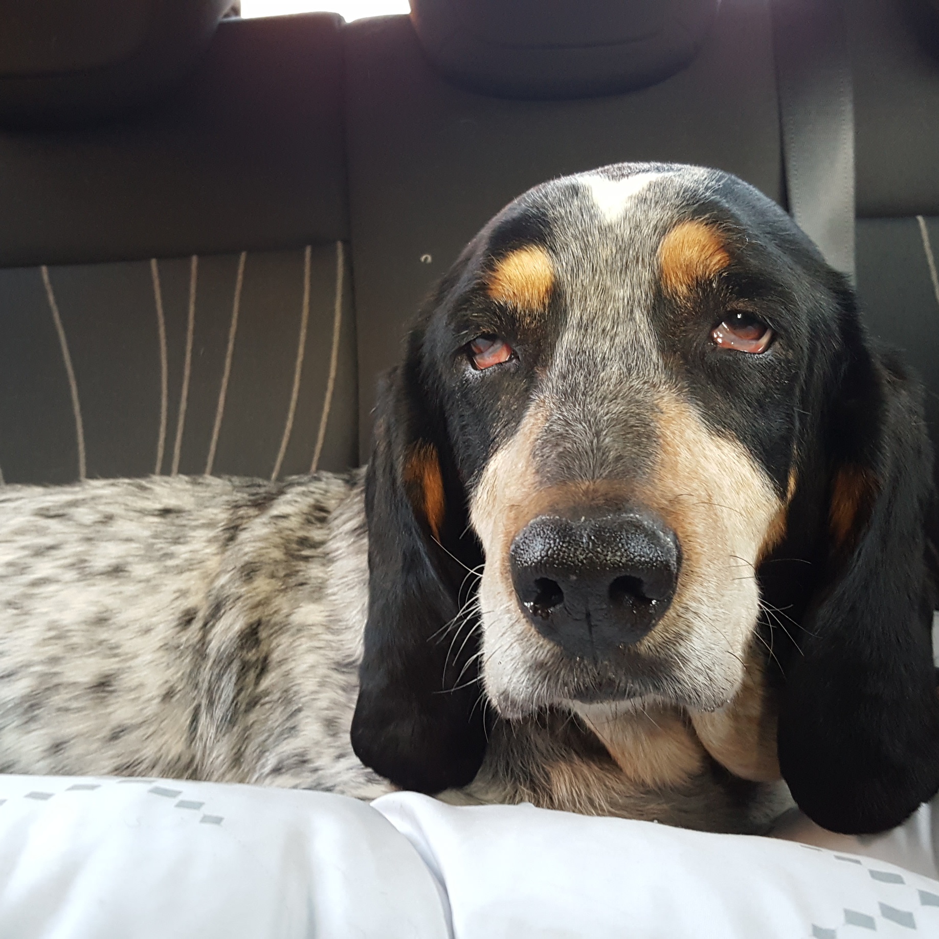 Vi presento il nuovo membro della mia fam.:Brigitte