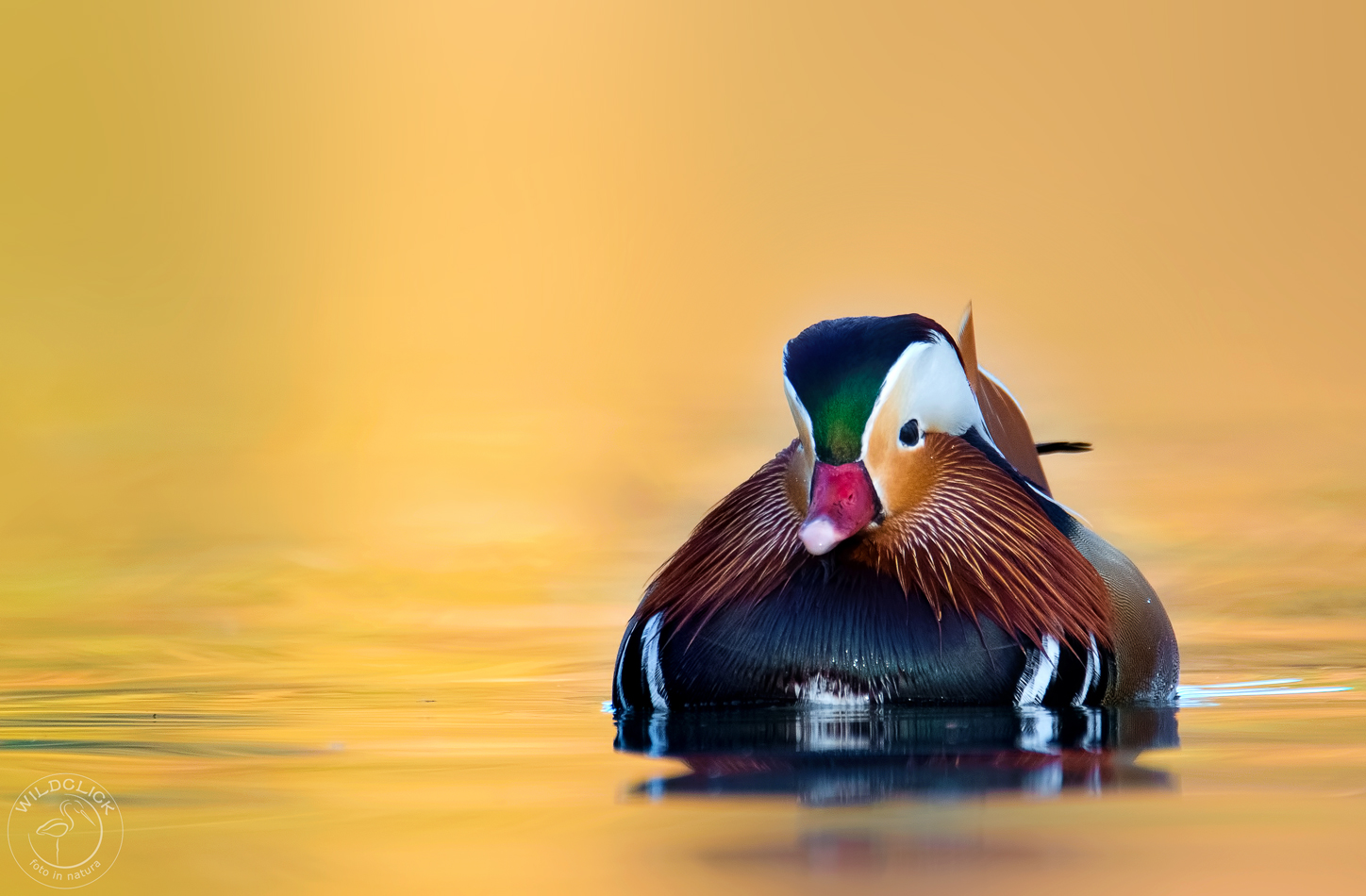 Mandarin Duck (M)