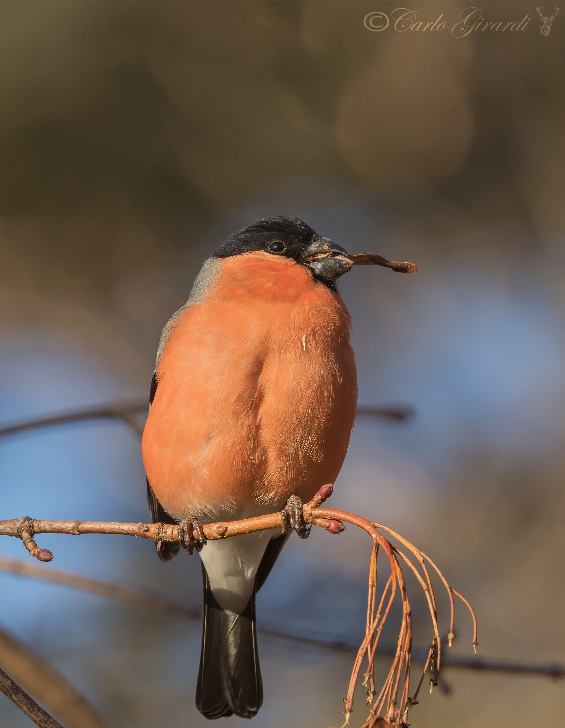 Il mio modello Ciuffolotto