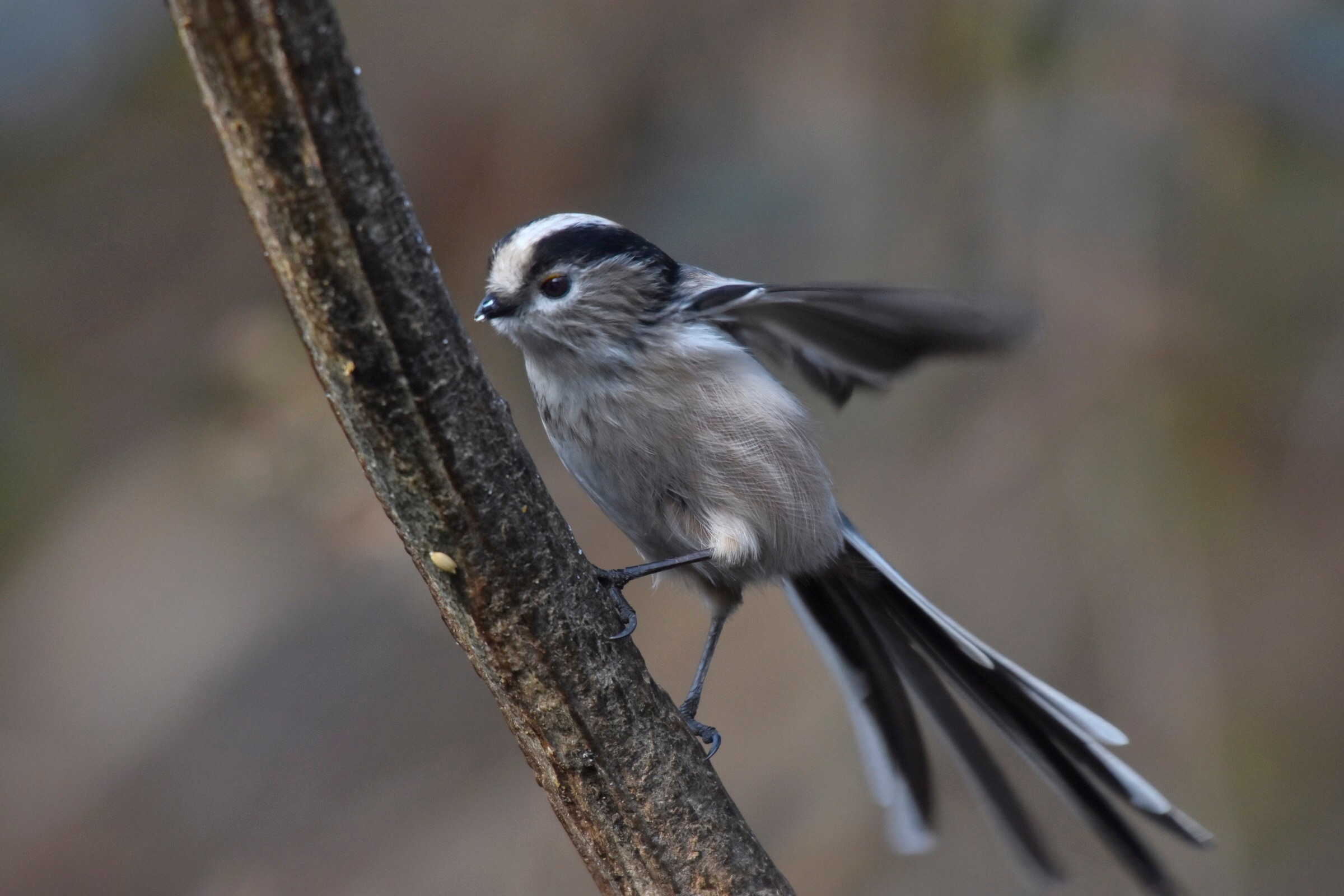 Close up of long-tailed tit ...
