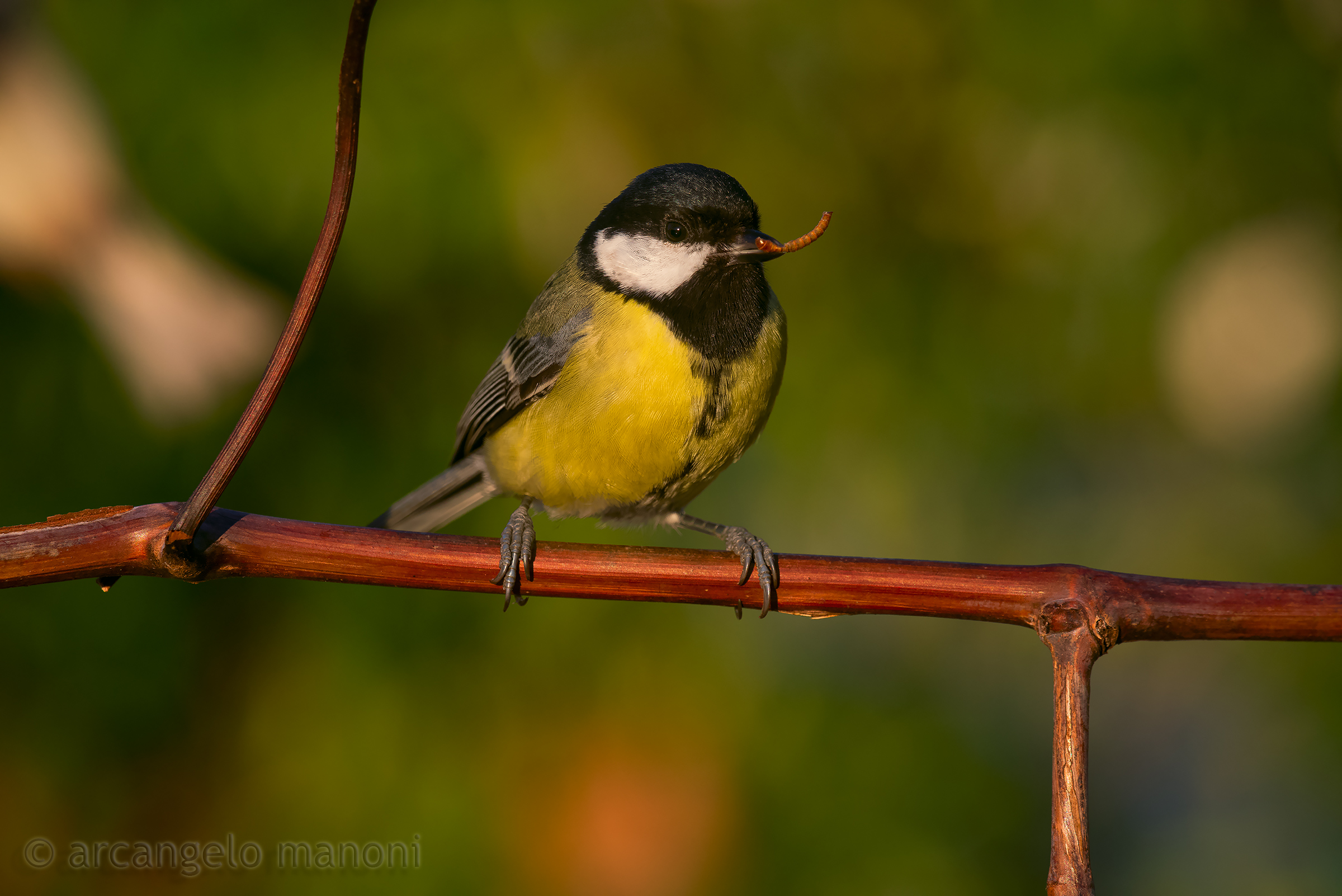 Una cinciallegra carnivora