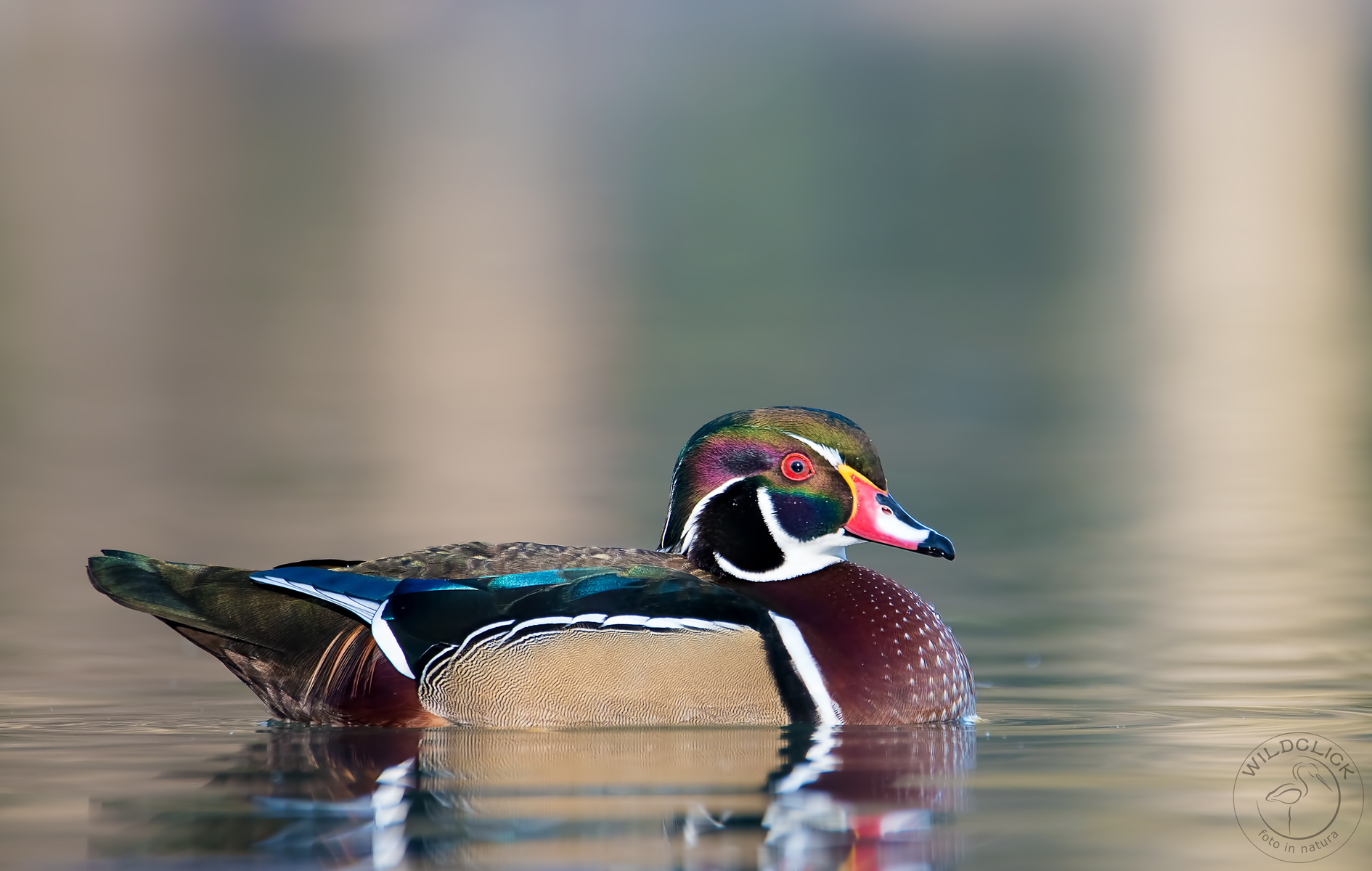 Wood Duck (M)