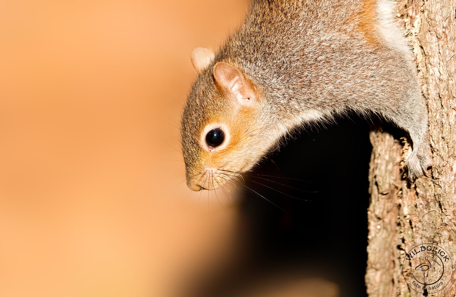 Scoiattolo grigio nordamericano