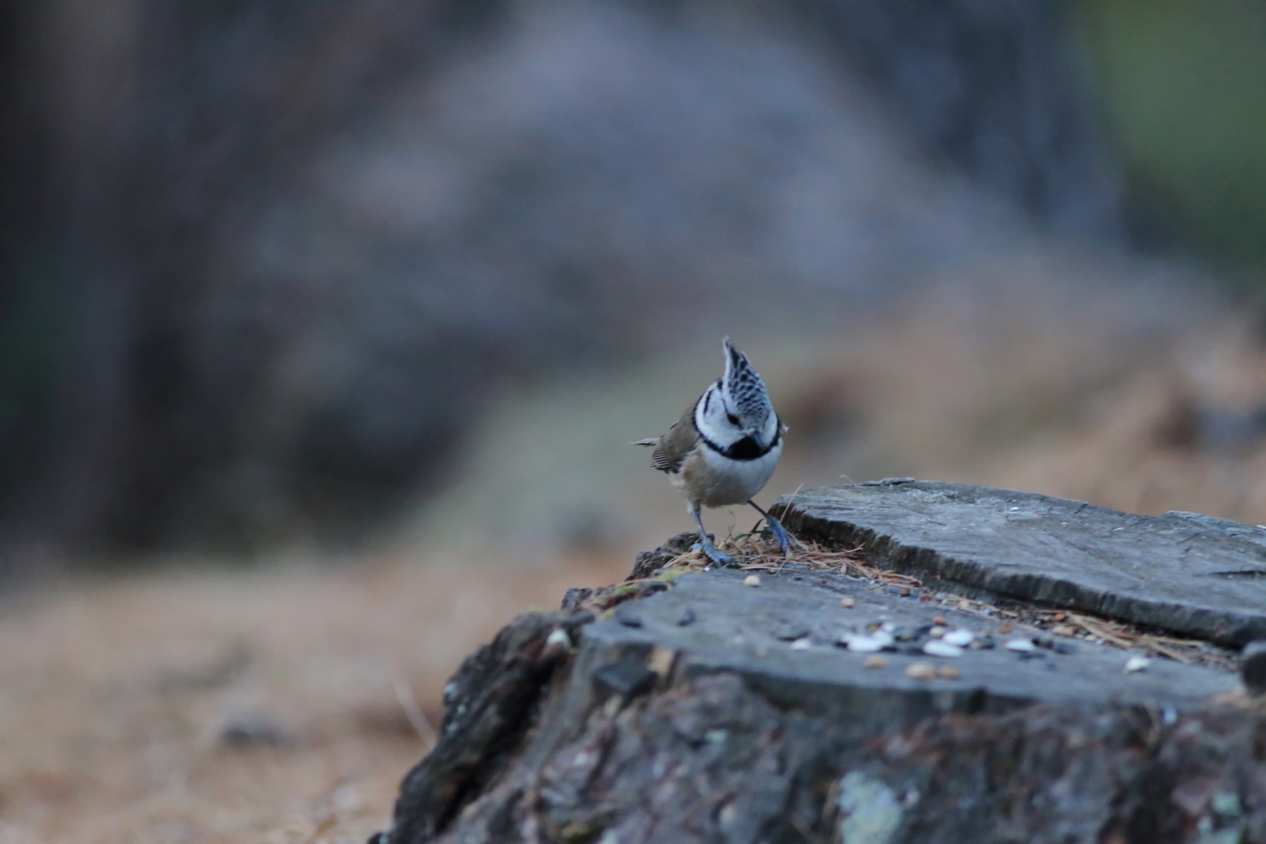 Crested Tit