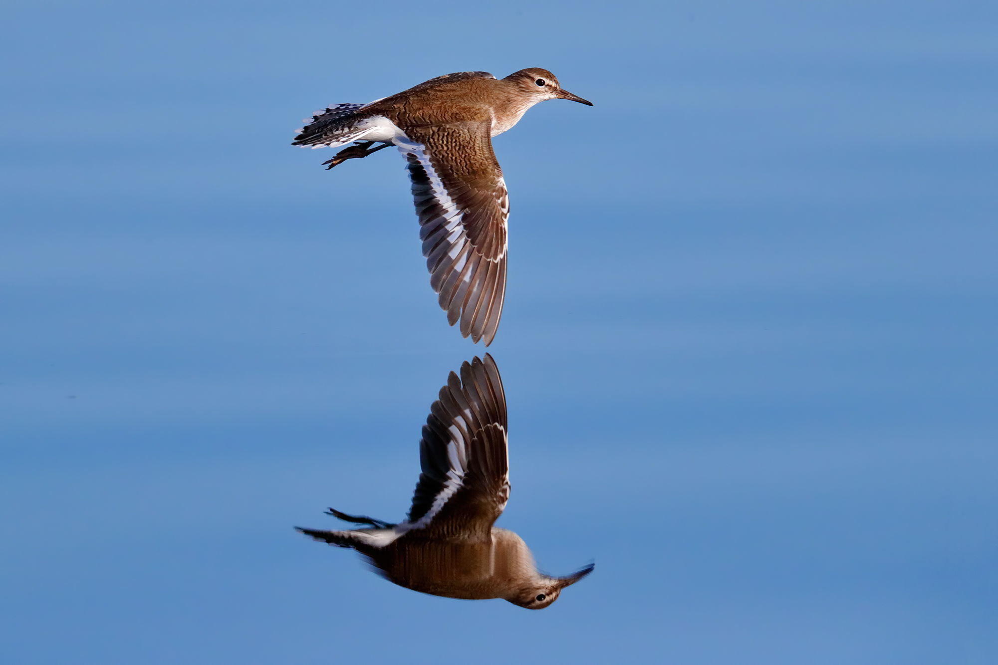 The sandpipers and its reflection