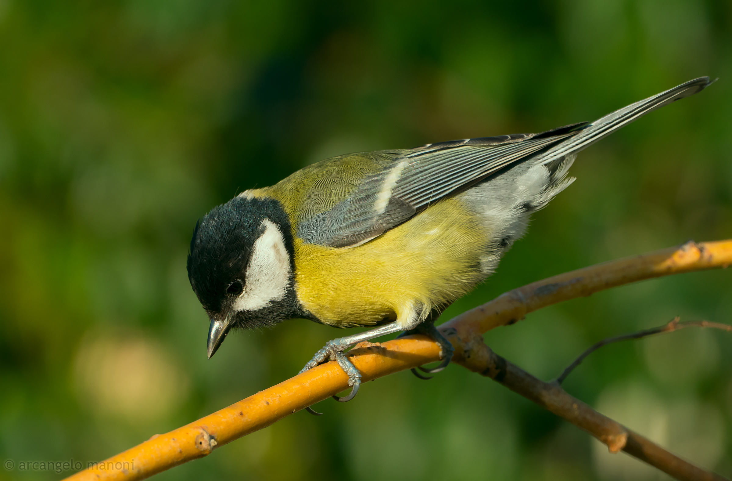 A distracted titmouse