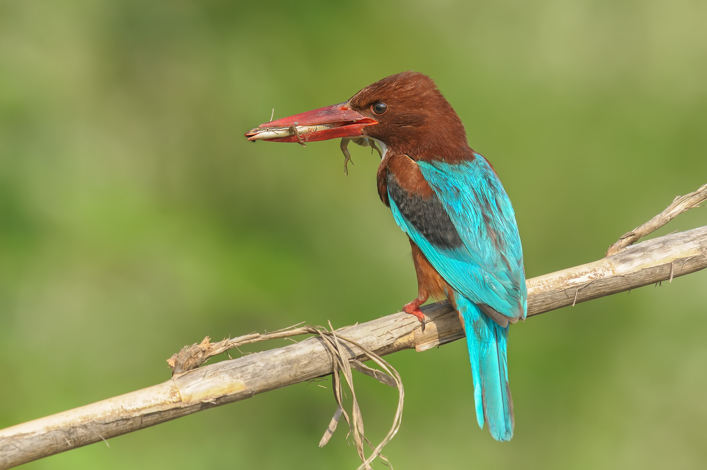 alcyon smyrnensis » White-throated Kingfisher