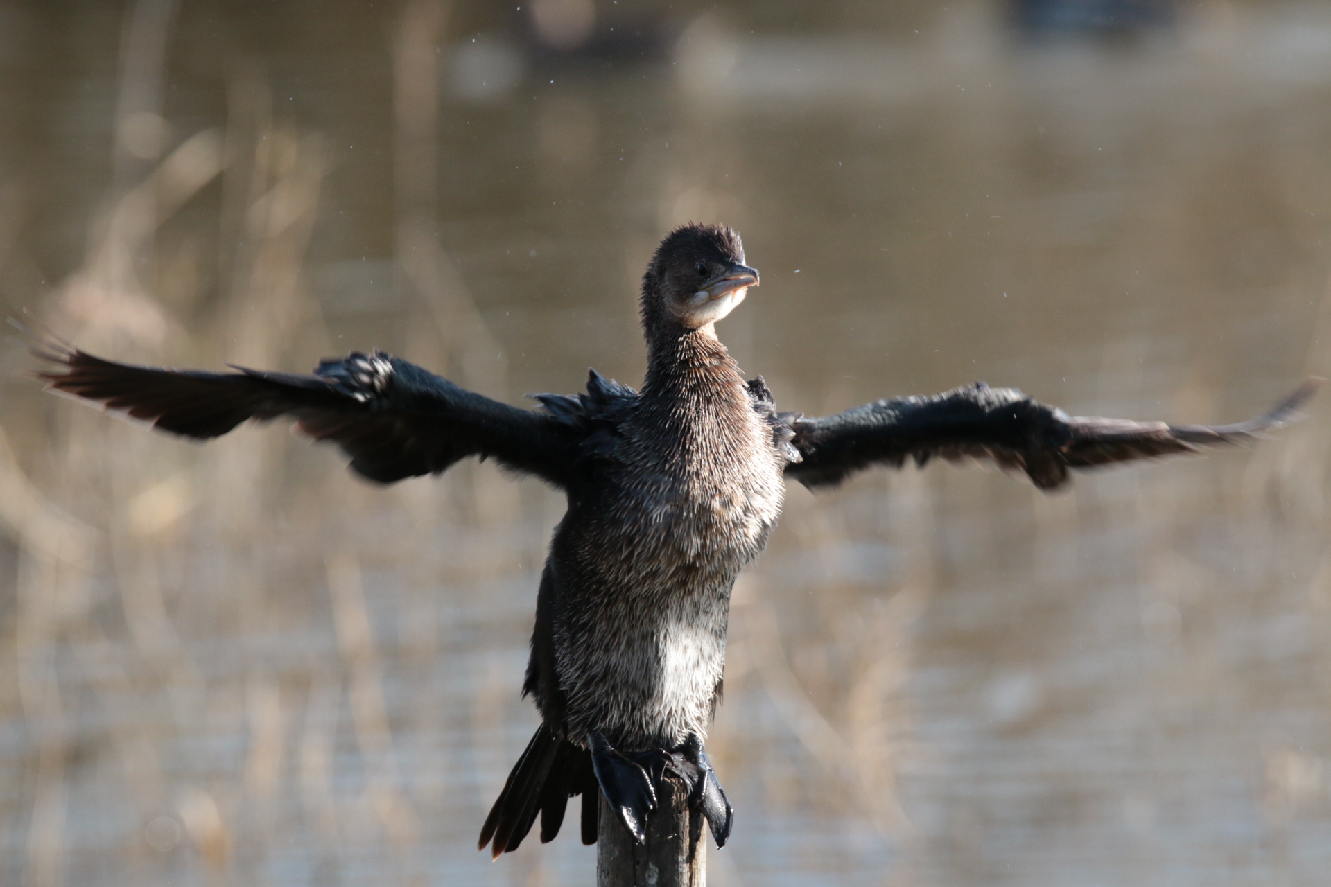 The star with wind blowing feathers