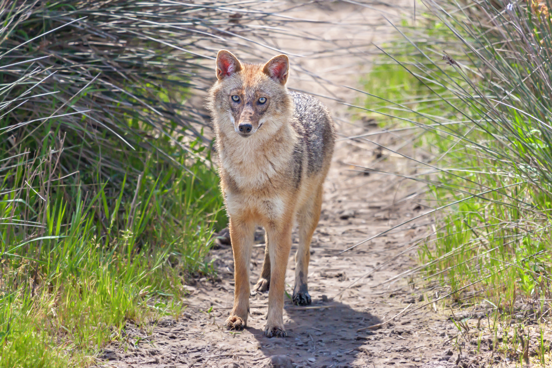 Golden jackal
