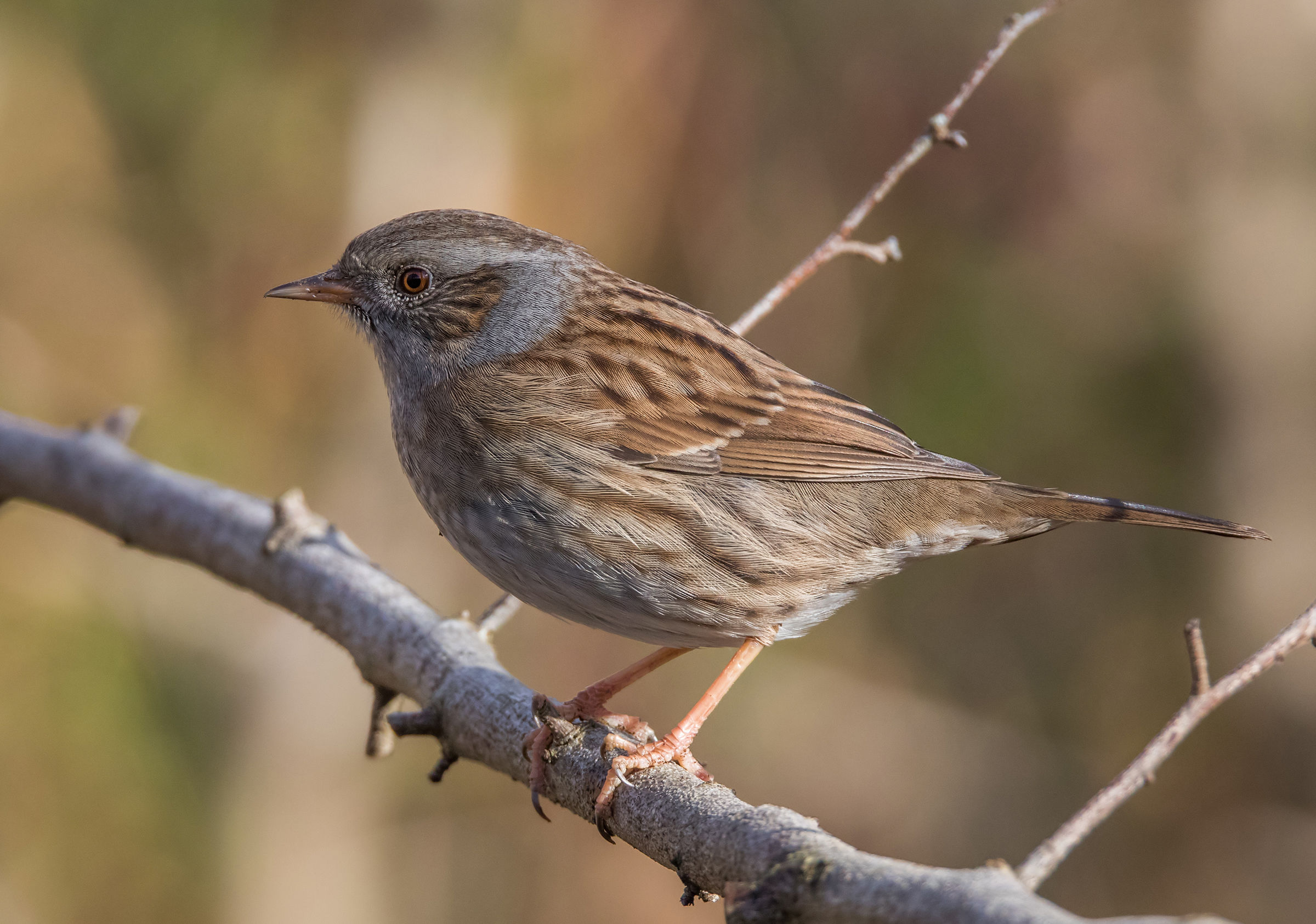 Happy New Year greetings to the entire board