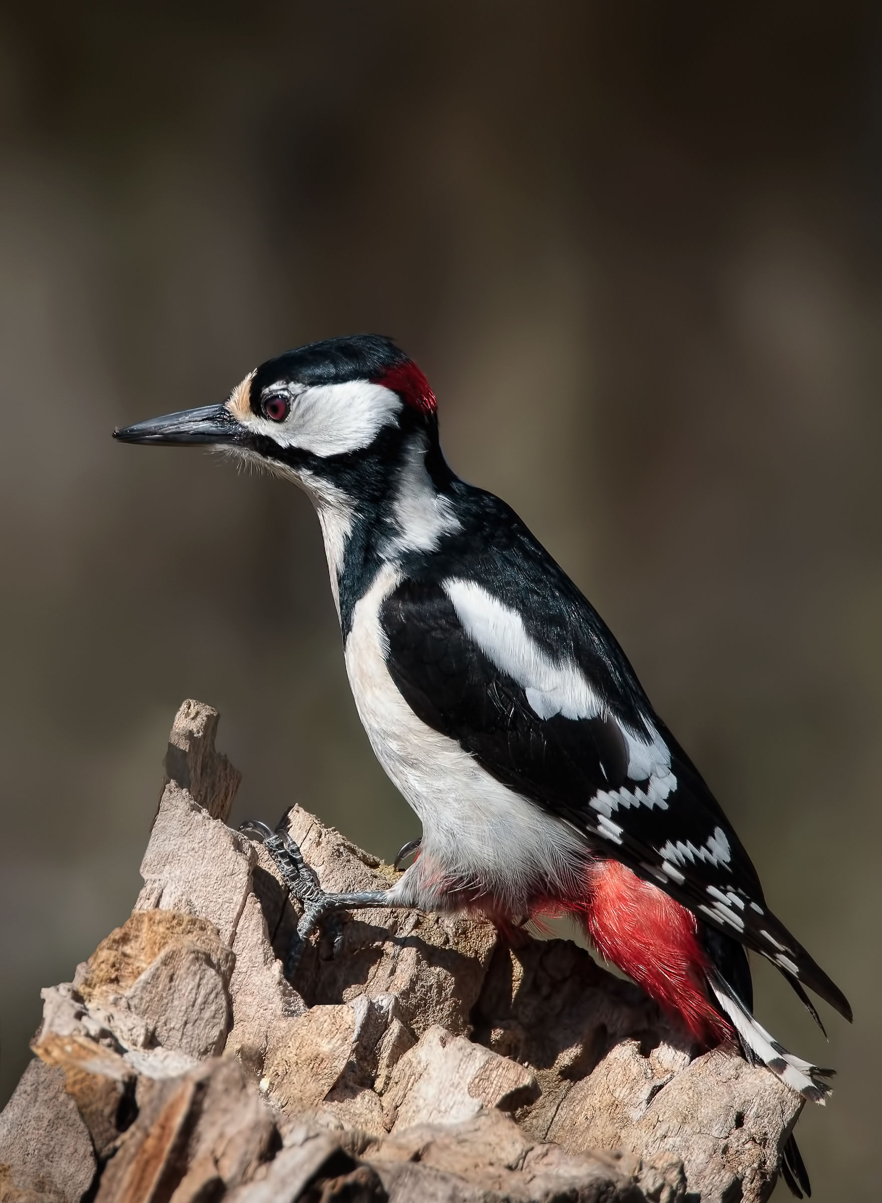 Great Spotted Woodpecker (Dendrocopos major)