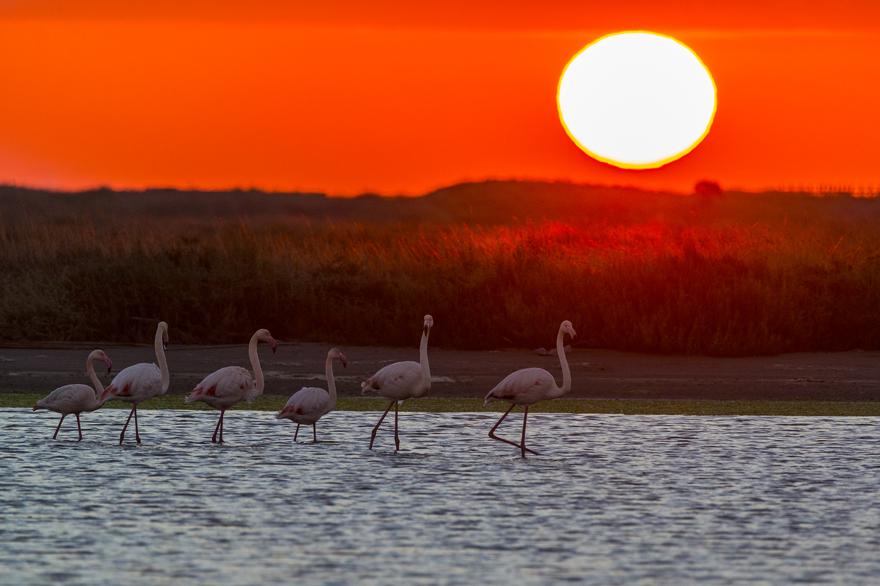 flamingoes at dawn