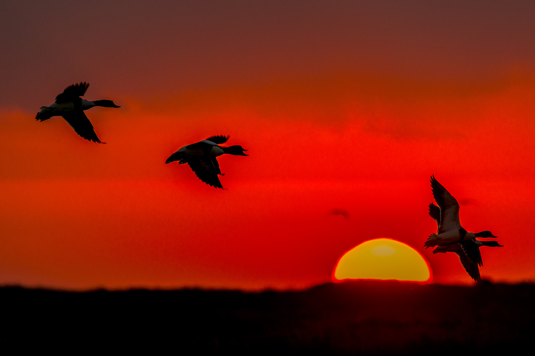 Shelduck in flight