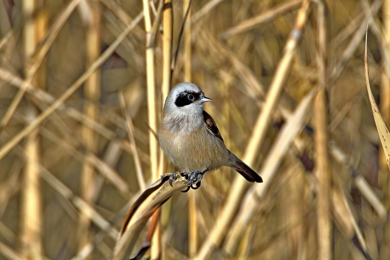 Happy New Year to all