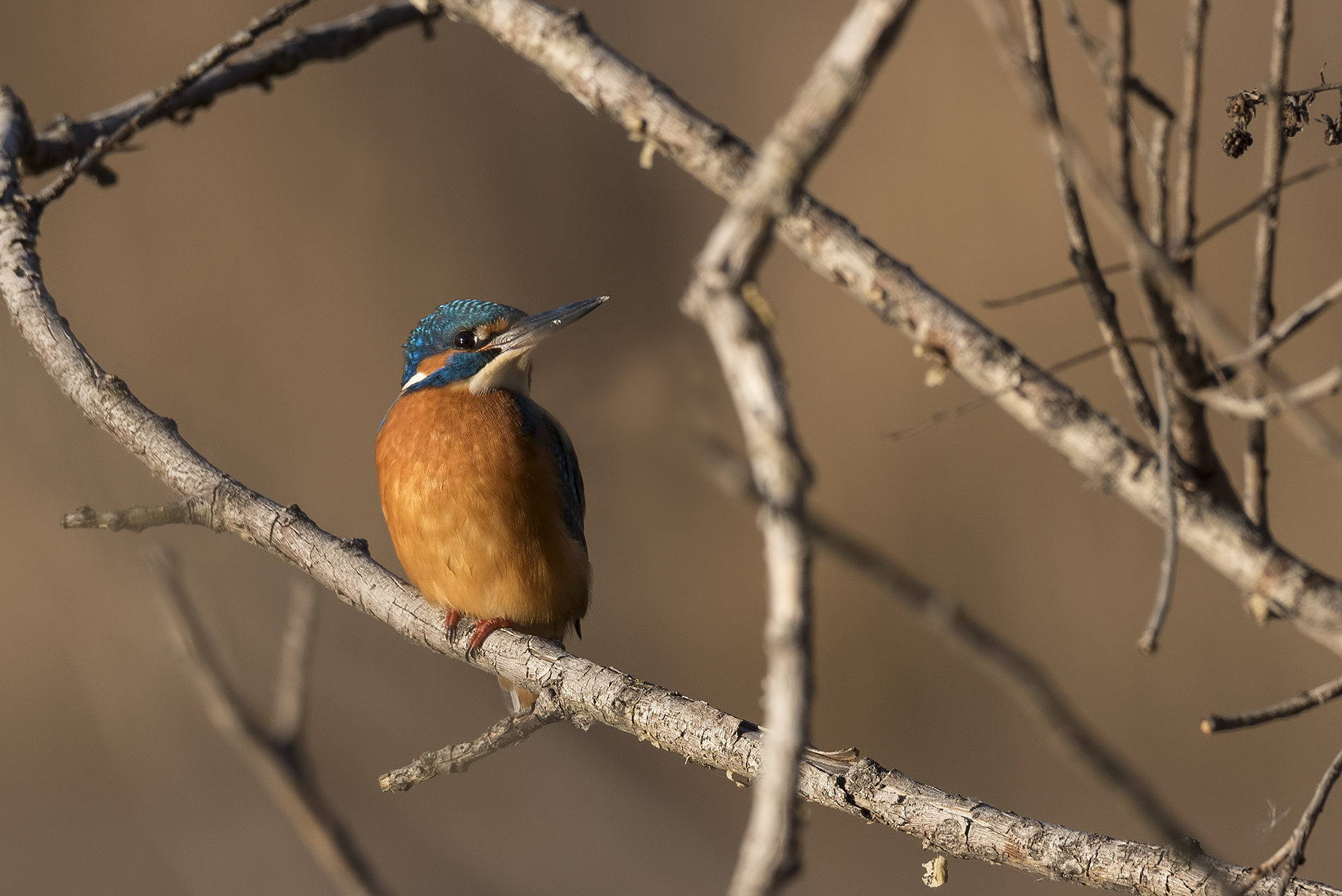 Primo martino dell'anno
