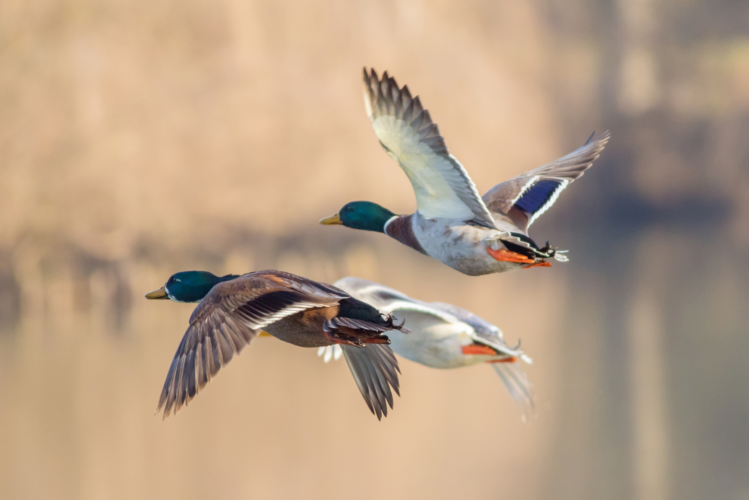 Mallards in flight