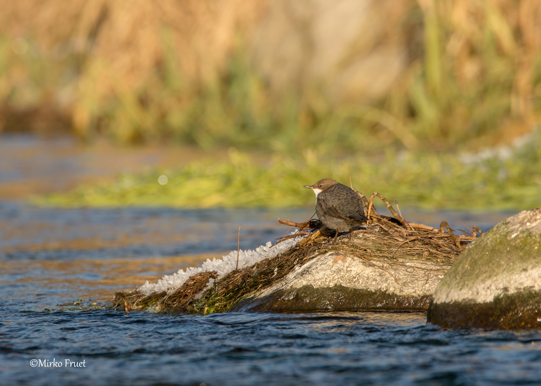 Merlo acquaiolo ambientato