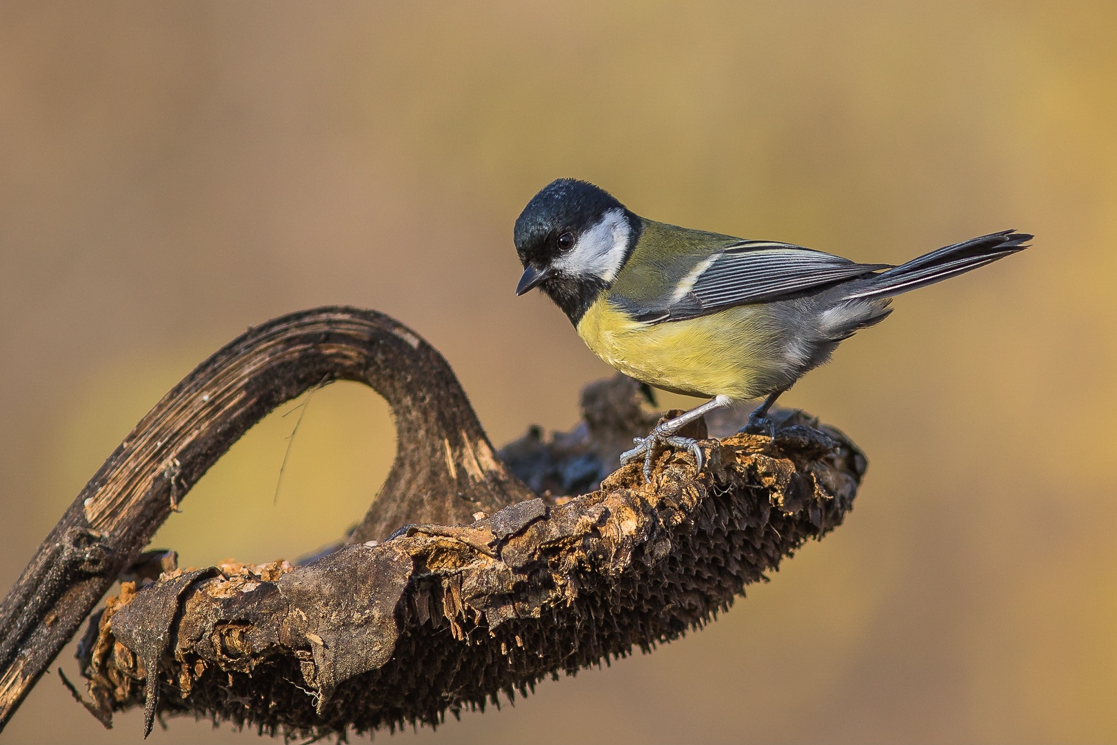 La cincia e il girasole
