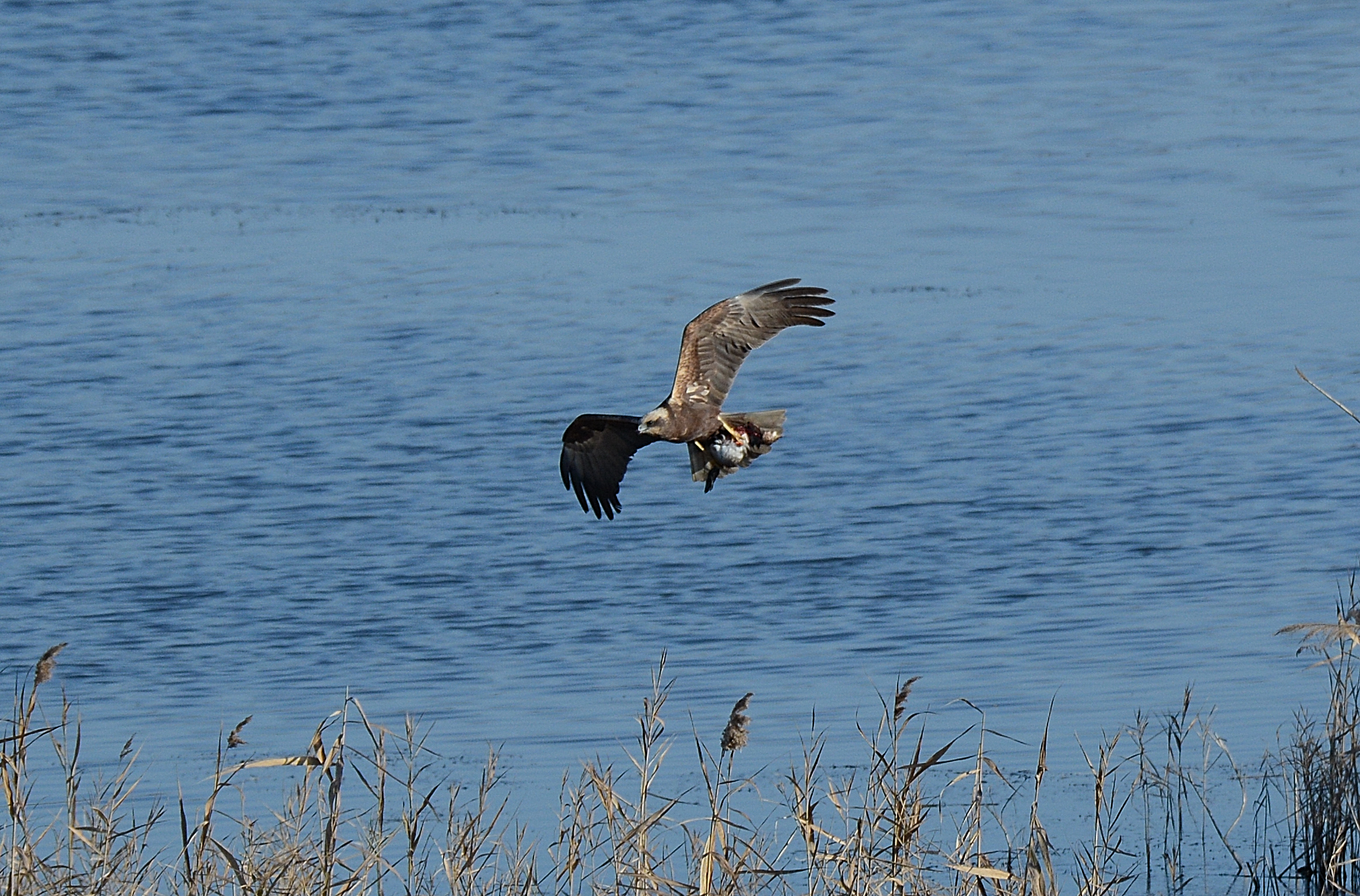 falco di palude con preda