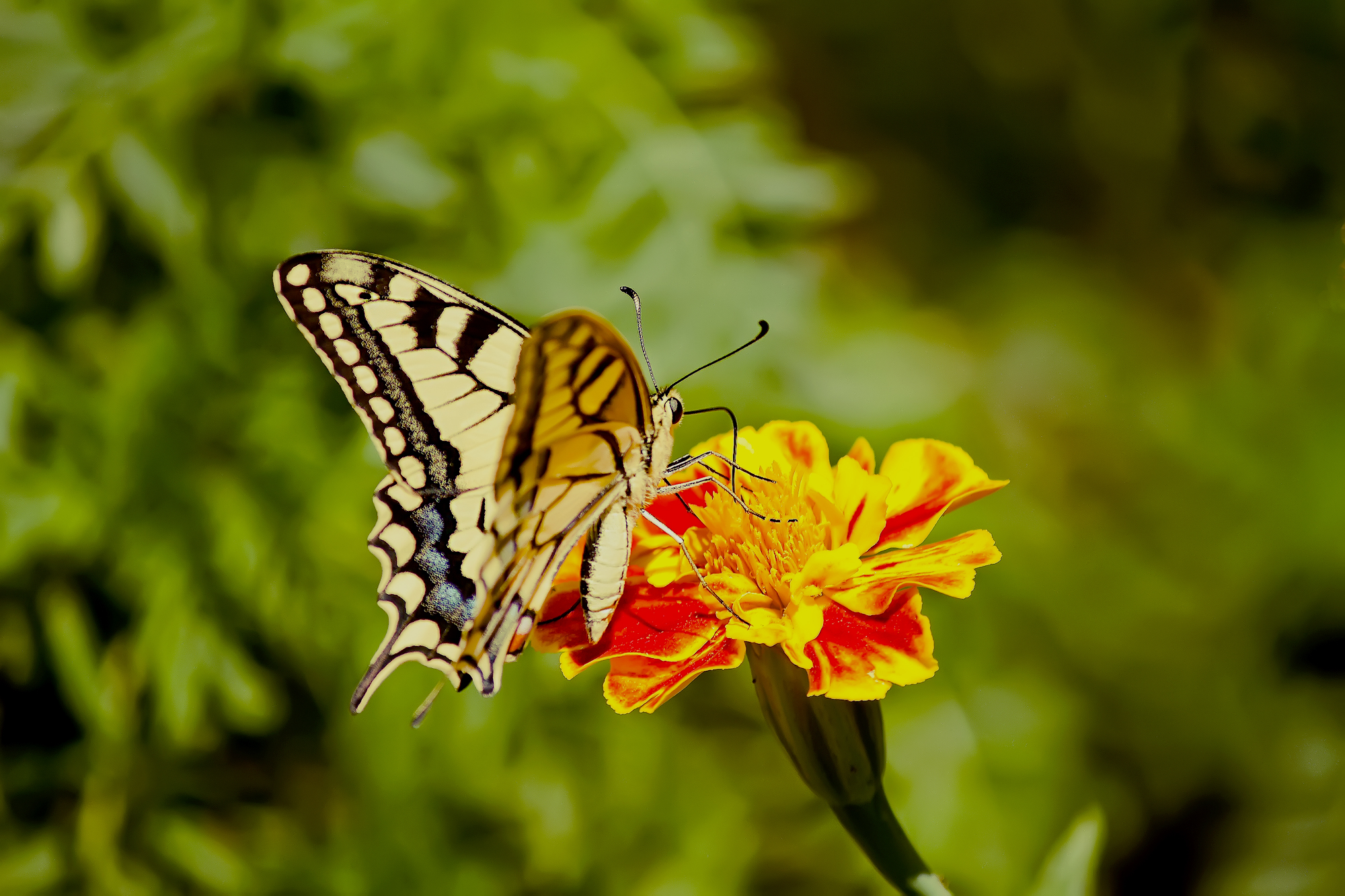 Farfalla sul fiore 2