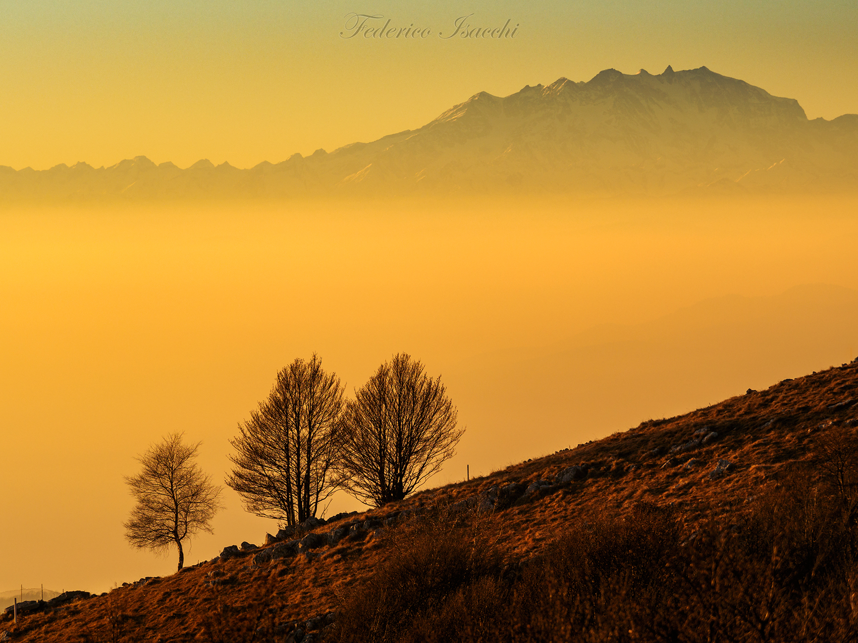 I tre e il rosa al tramonto