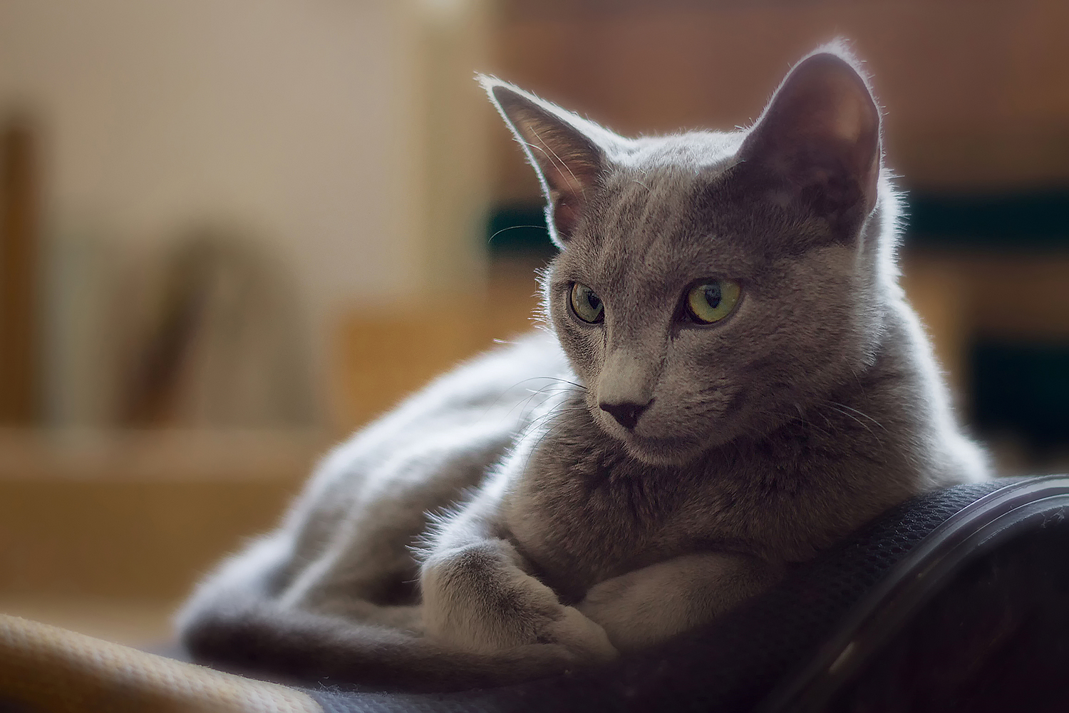 Gatto blu russo in posa in uno studio d'arte