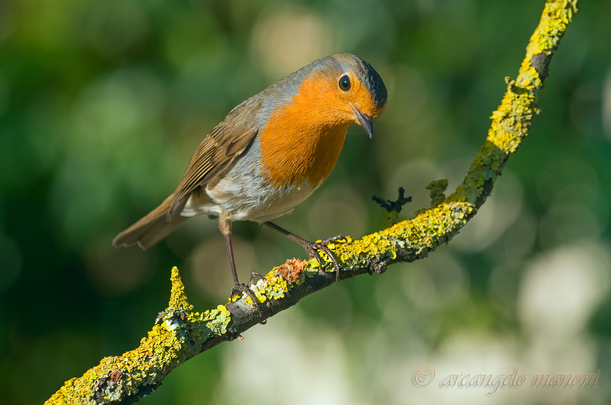 Il primo pettirosso del 2017