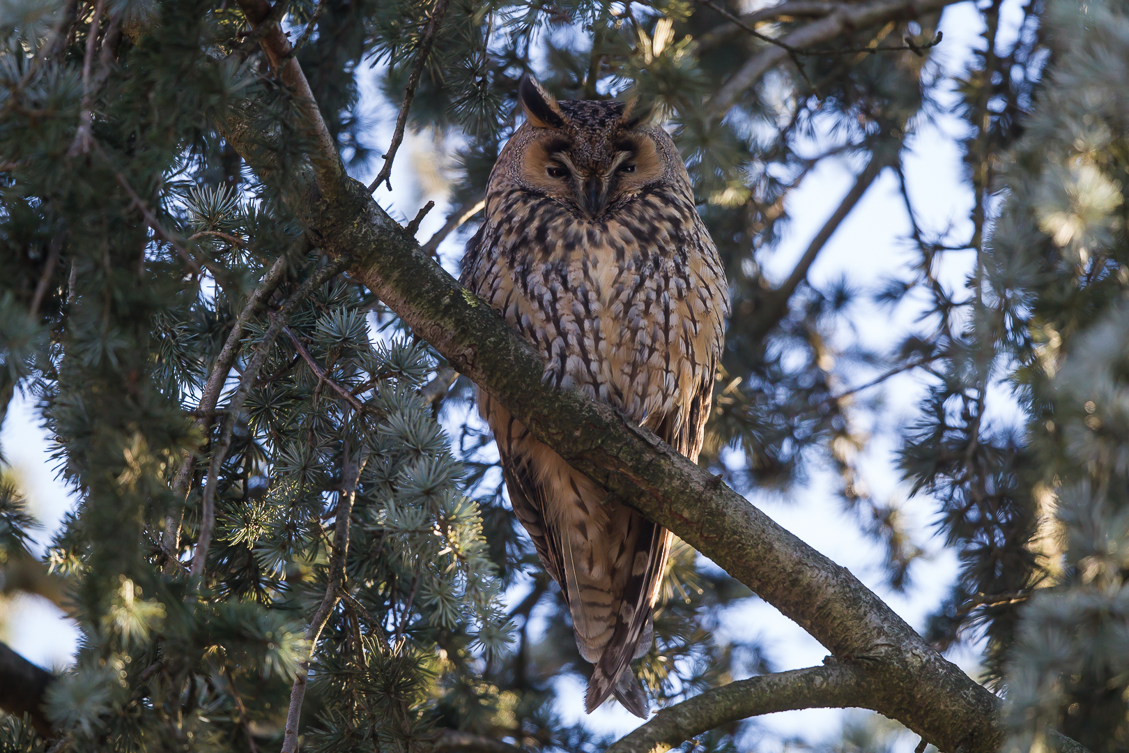 eared owl 1