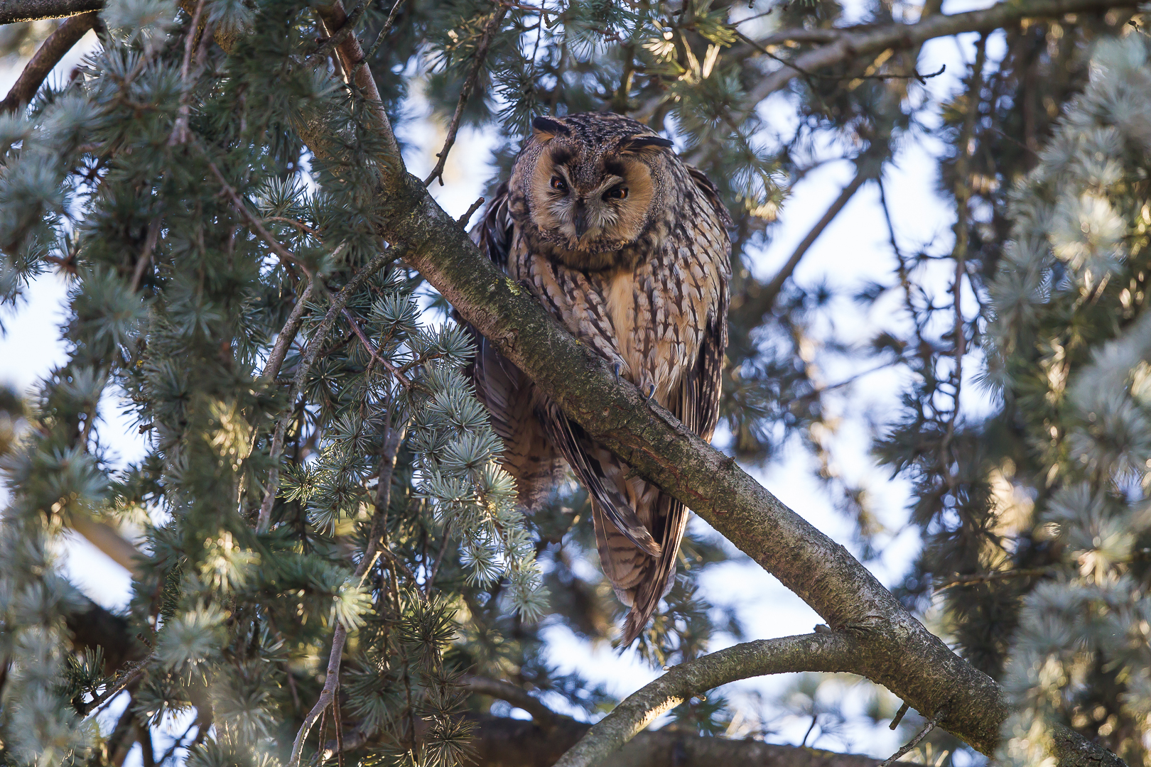 eared owl 2