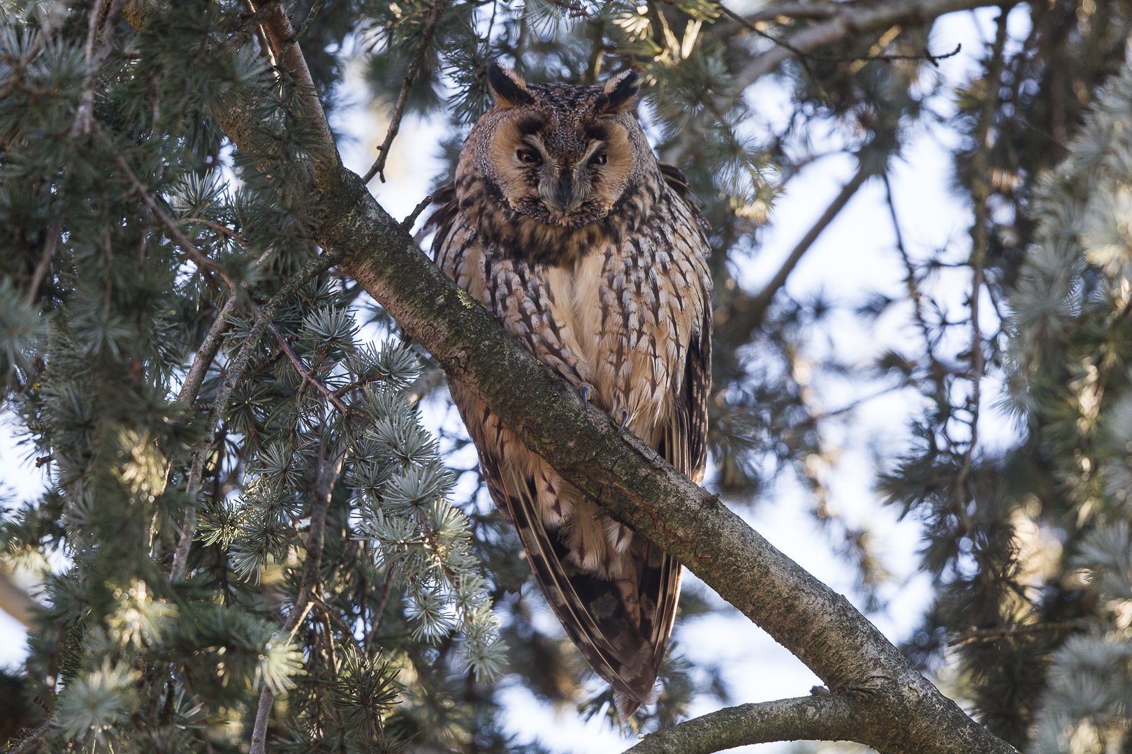 eared owl 3