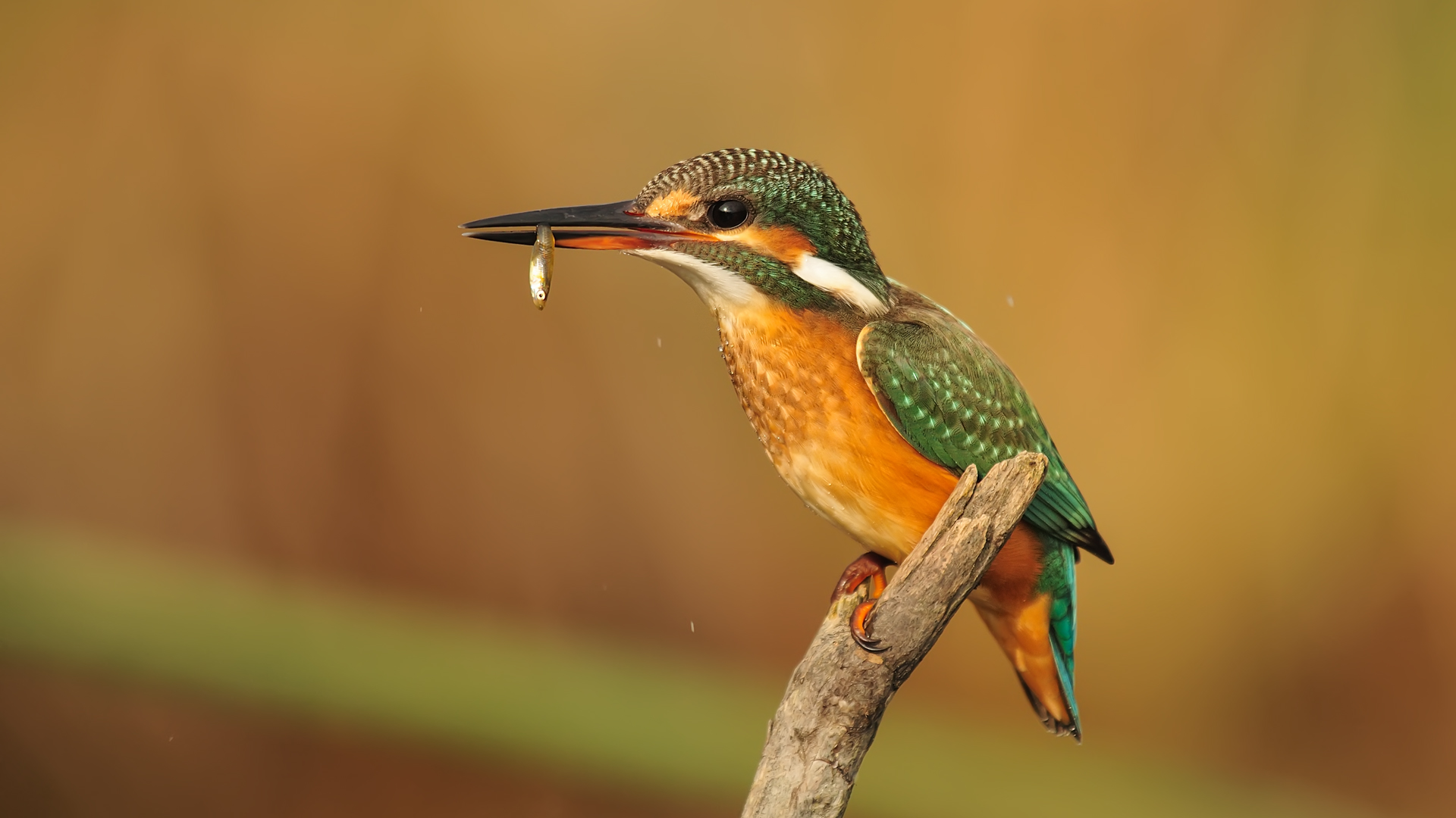 Kingfisher